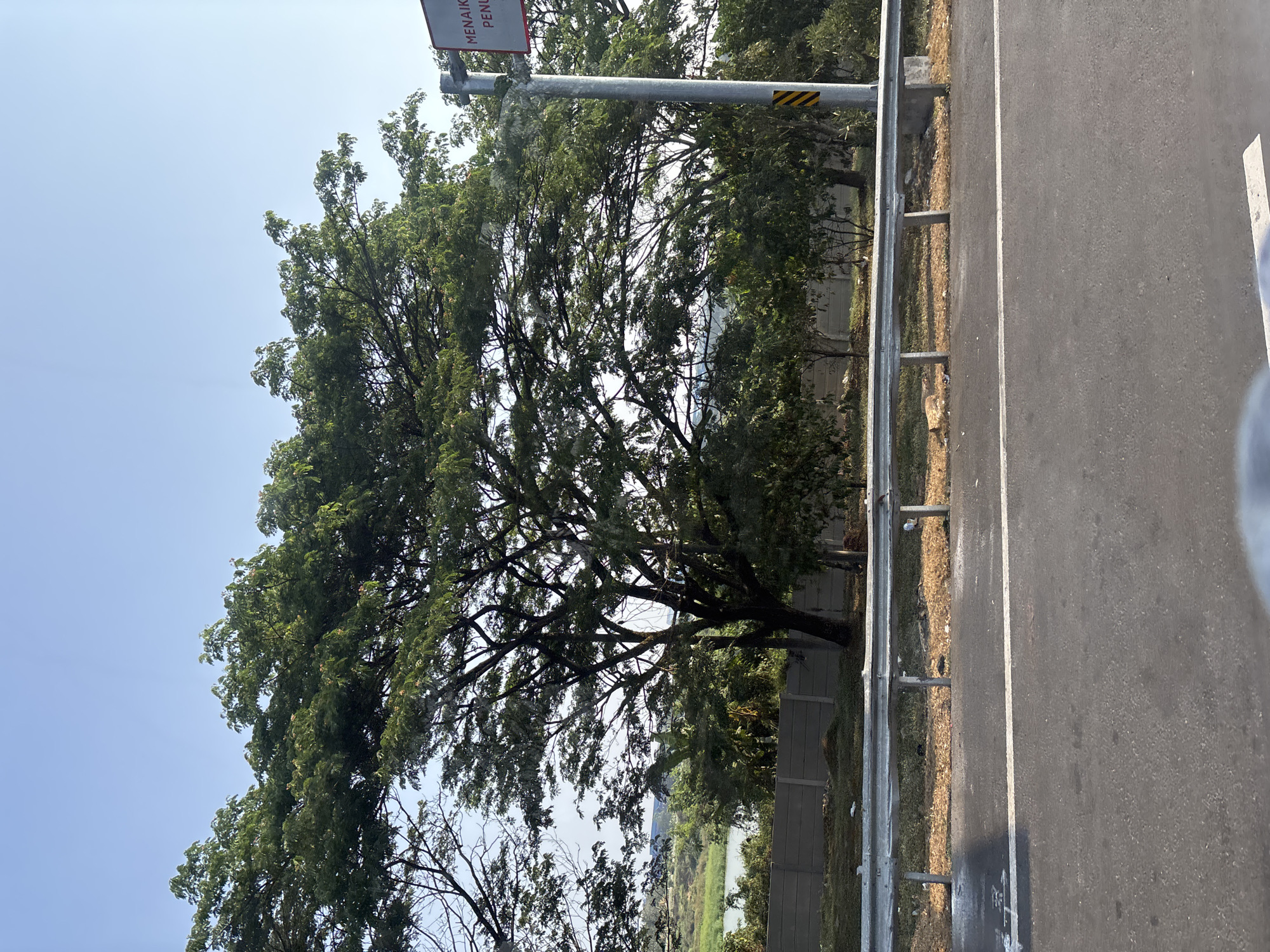 A wide shot shows a road in Purwakarta, Indonesia, with a large tree dominating the center. The road has a white line down the middle and a metal guardrail separates it from a dry, grassy embankment. Beyond the embankment is a concrete wall, and behind that, dense foliage and a body of water. A sign with red lettering is visible on a pole to the right of the tree. The sky is clear and blue.