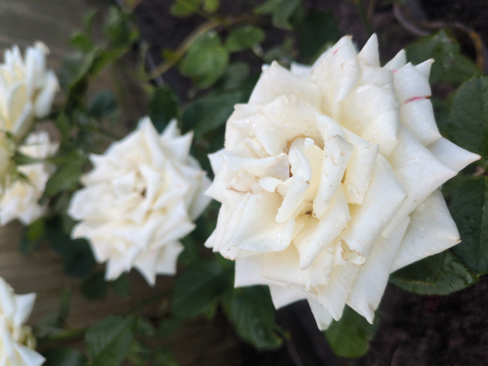 A close-up, slightly blurred photograph captures two white roses in focus, with a third white rose visible further in the background. The roses are in full bloom, their petals layered and delicate, with small water droplets clinging to some of the petals, suggesting recent rain or watering. The foreground rose is positioned slightly to the right of center, its white petals sharply defined against a dark, out-of-focus background of green leaves and dark soil. A hint of pink can be seen on one of the lower petals of the foreground rose. The background is a muted palette of dark green foliage and brown earth, with a blurred vertical element that could be a fence or wall. The lighting is soft, highlighting the textures of the rose petals. The image appears to be taken outdoors, in a garden setting.