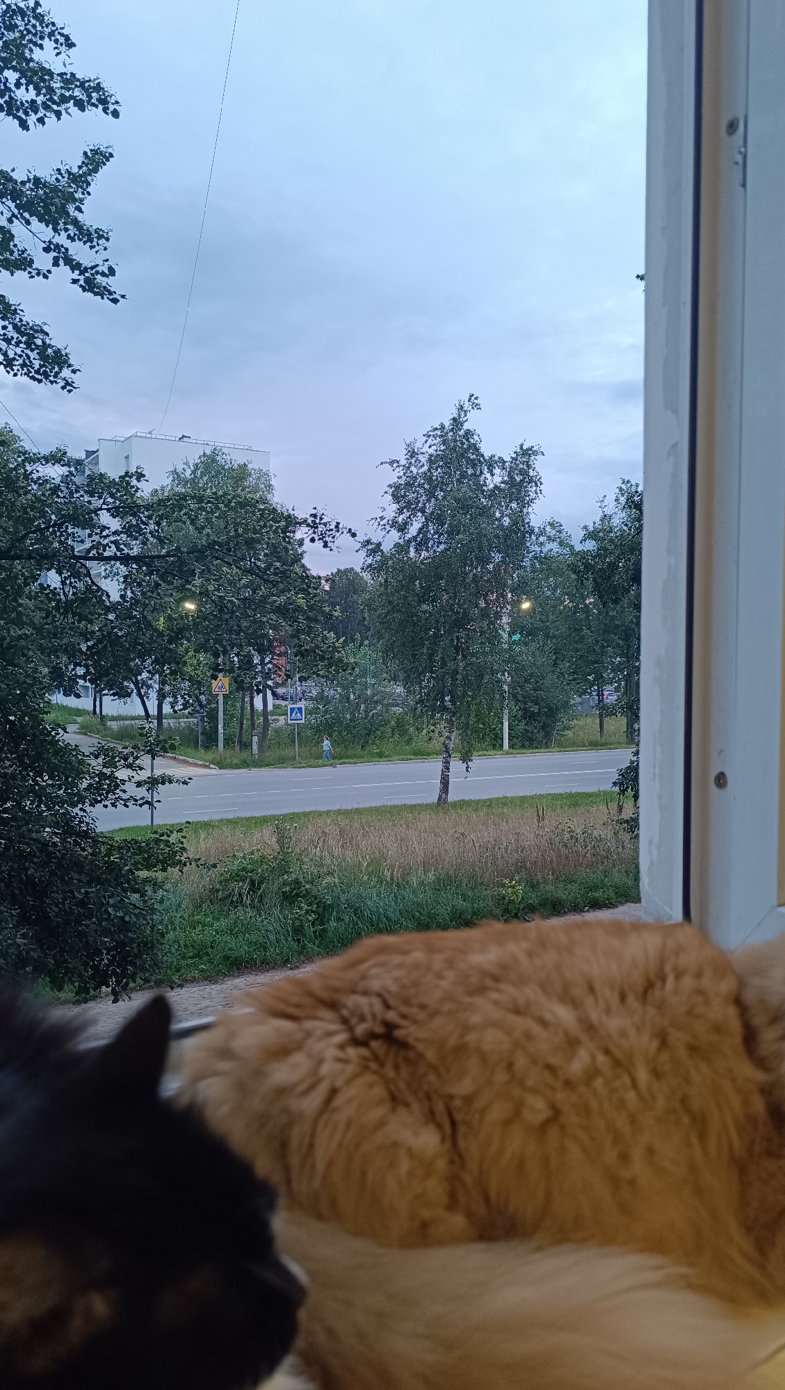 The image depicts a view from a window overlooking a street in Chaikovsky, Russia. In the foreground, the backs of two domestic dogs are visible, one black and one a light brown/tan color, resting on a windowsill. Beyond the dogs, a two-lane asphalt road runs horizontally across the frame. To the left of the road, a multi-story building with a white facade is partially obscured by green trees. Across the road, there are more trees and vegetation. A pedestrian, dressed in light blue clothing, is walking on the sidewalk to the right of the road. Yellow warning signs, one indicating a pedestrian crossing, are visible near the road. The sky is overcast and appears to be late afternoon or early evening, with a pale blue hue and some diffused light. The overall scene suggests a residential or urban environment with natural elements.