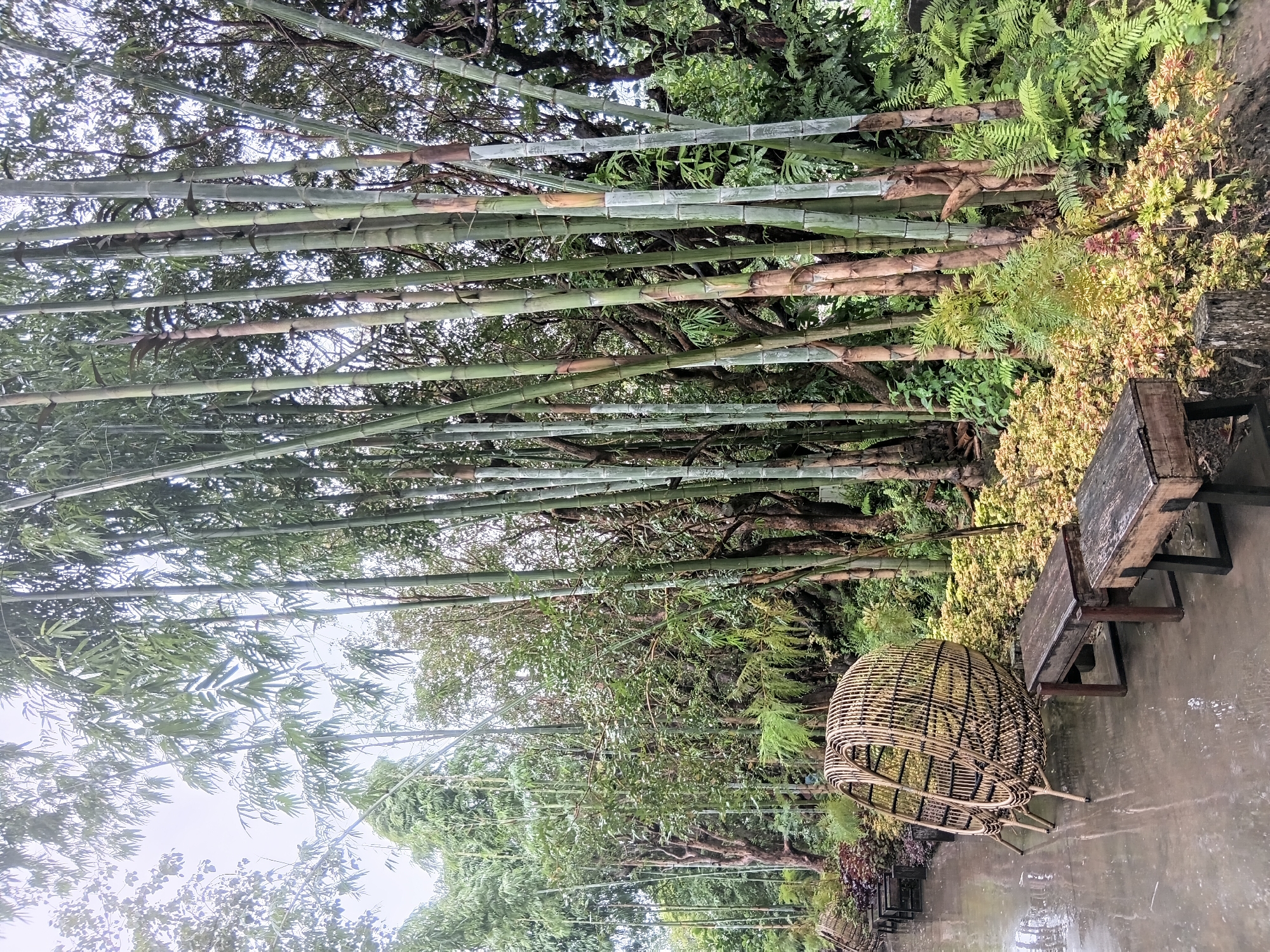 A wide shot shows an outdoor seating area nestled beside a dense grove of tall bamboo stalks in Ban Pha Sao, Thailand. The ground is wet and reflective, suggesting recent rain. In the foreground, two rustic wooden benches sit on the wet surface. To the left of the benches, a large, circular, woven rattan chair is positioned. Behind the seating area, a thick wall of bamboo dominates the scene, with many slender, green stalks reaching upwards. Interspersed with the bamboo are other lush green plants, including ferns and smaller leafy bushes with reddish-green foliage. The background is a blur of more trees and foliage under an overcast sky. The scene is serene and natural, with a focus on the textures of the bamboo and the surrounding greenery.