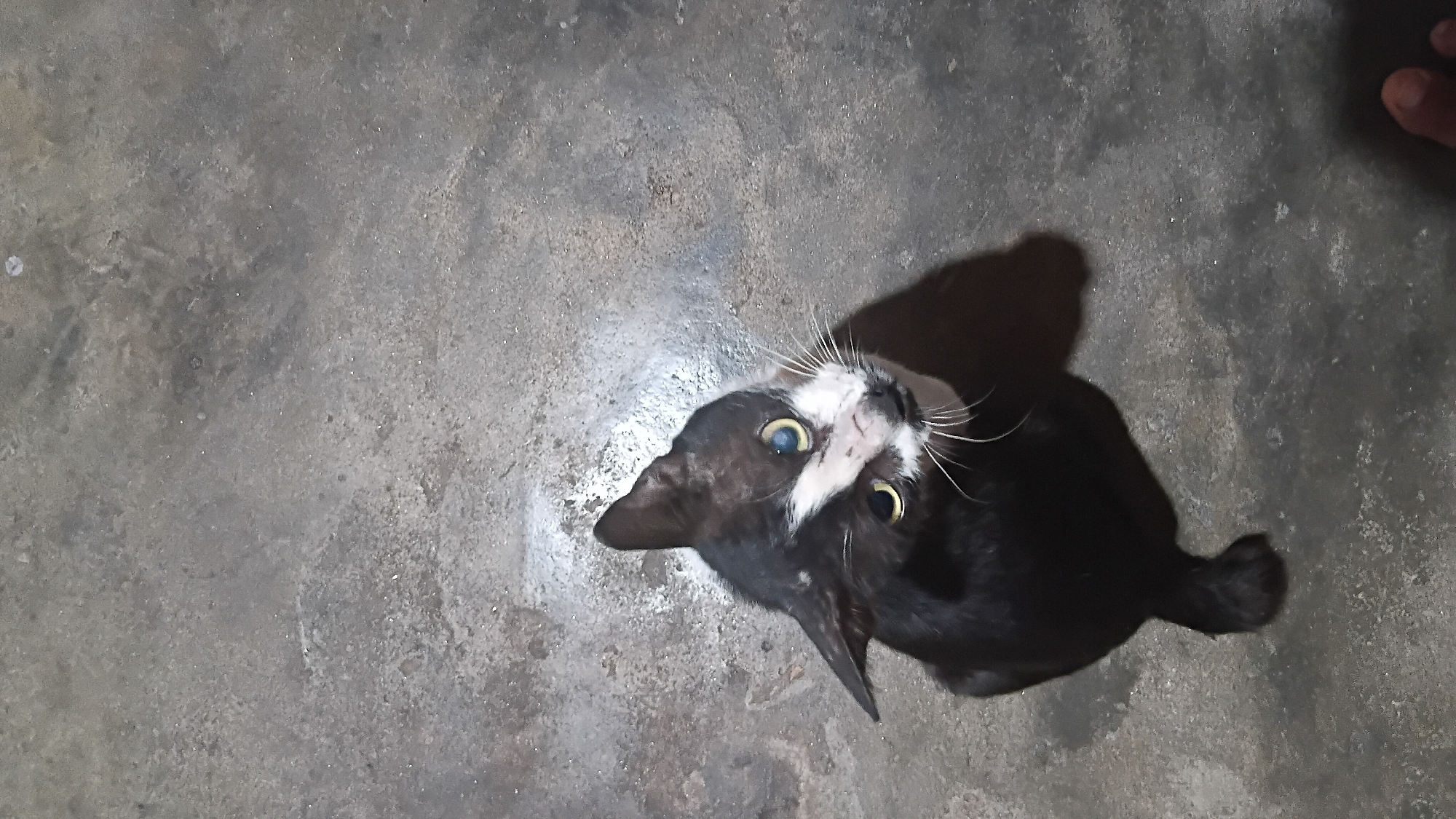 An overhead, slightly tilted view captures a black and white cat on a rough, concrete surface. The cat is positioned in the center-right of the frame, with its head tilted upwards and looking towards the viewer. Its eyes are wide and yellow, and it has prominent white whiskers. A shadow of the cat is cast on the concrete behind it. The concrete appears weathered and slightly damp in places. In the upper right corner, a human hand is partially visible. The scene is set outdoors on what appears to be a ground-level surface. The image does not provide enough information to determine a specific location within the city of Prabumulih, Indonesia.