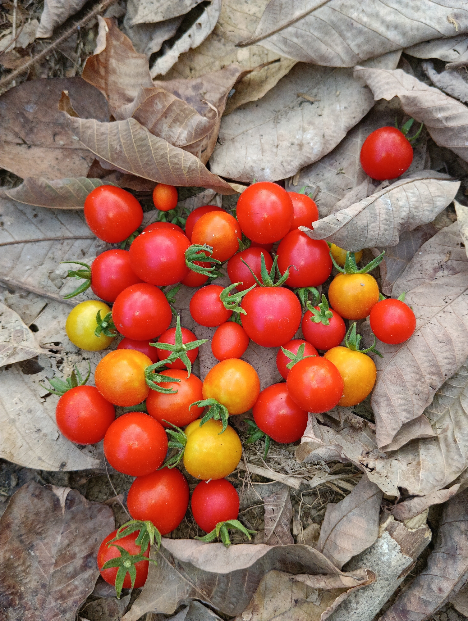 A pile of ripe cherry tomatoes, a mix of red and yellow varieties, are scattered on a bed of dry, brown fallen leaves. The tomatoes are small and round, with some still attached to their green stems. The leaves are numerous and overlap each other, creating a textured surface. The scene appears to be outdoors, possibly in a garden or forest floor, given the presence of leaves and the natural lighting. No people or animals are visible in the image. The location is Pematang Jaya, Indonesia.