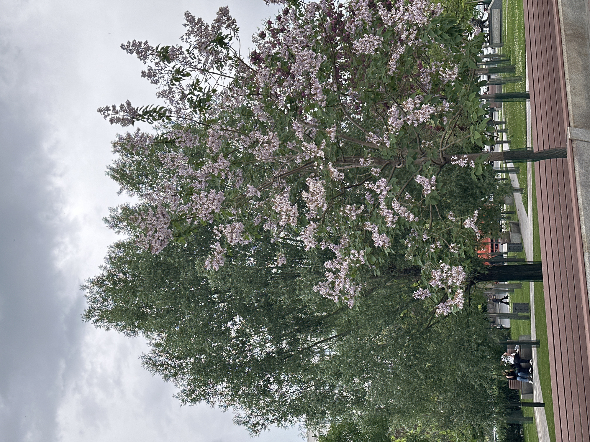 The image shows a park in Yerevan, Armenia, featuring trees in bloom, with some displaying clusters of light purple flowers. A paved walkway runs along the right side of the image, bordered by a wooden seating area or wall. People are seen seated on benches in the background. The sky is overcast.