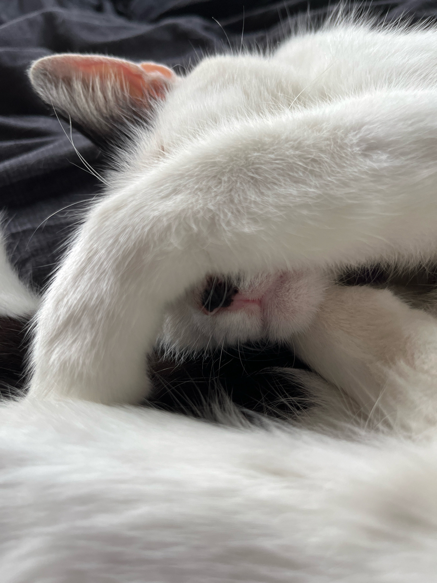 An extreme close-up shot captures the face of a black and white cat as it sleeps on a dark, wrinkled surface, possibly a bed. The cat's white fur dominates the foreground, with its paw resting over its face, obscuring its eyes. Visible is the cat's pink nose with a black marking, and its mouth is slightly open, revealing a hint of pink tongue. Long, white whiskers fan out from its face, some resting against the dark background. The lighting is soft, highlighting the texture of the cat's fur and creating subtle shadows. The image is focused on the cat's sleeping face, creating an intimate and peaceful portrayal. This scene is not in Ureki, Georgia; it is a close-up of a domestic cat.