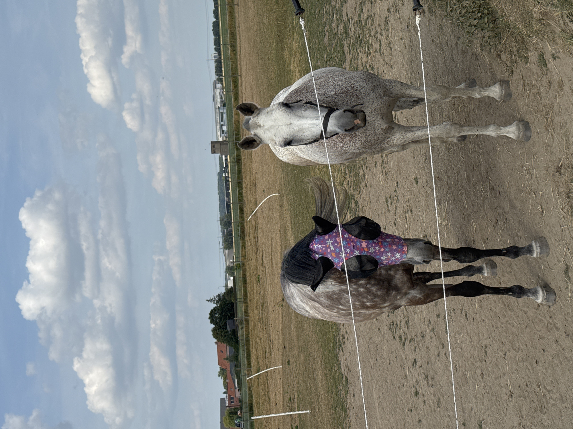 The image depicts an outdoor scene with two horses in a fenced enclosure, possibly a paddock or pasture, on a partly cloudy day. The ground of the enclosure is dry and dusty, with sparse patches of dry grass. In the background, beyond the fence, a flat agricultural landscape is visible, featuring fields, some scattered trees, and buildings, including what appears to be a rural residential area and industrial structures. The sky is a mix of blue and white clouds.
One horse, positioned on the left, is a dapple-grey and black horse wearing a purple fly mask with a floral pattern and black ear covers. It is looking downwards and slightly to the left. The second horse, on the right, is a lighter grey with darker speckling and is wearing a dark halter. It is facing the camera. Both horses are separated by a white electric fence.
The location is identified as Estaimpuis, Belgium. The overall impression is a rural setting in Belgium.