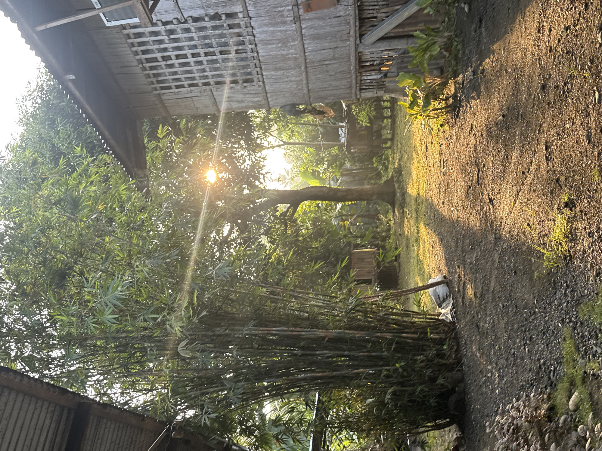 The image depicts an outdoor scene in the City of Carmen, Philippines, illuminated by direct sunlight indicating either early morning or late afternoon. A prominent sunburst is visible in the upper-center, partially obscured by trees, casting long shadows across the ground. In the left foreground and midground, a dense cluster of bamboo stalks with green foliage extends vertically. A segment of a corrugated metal roof is visible in the upper left corner. On the right side, a two-story structure constructed from horizontal wooden or bamboo planks features a window with a grid pattern and a corrugated metal roof. An "LG" branded object, possibly an outdoor unit or sign, is affixed to the upper right portion of this structure. Below it, an irregularly shaped dark object hangs. The ground surface consists of an unpaved dirt and gravel path that recedes into the background, flanked by patches of sparse grass and other low-lying vegetation. In the midground, a large tree with a thick trunk stands to the left of the sun. The background is characterized by dense tropical foliage, including large-leafed plants like bananas, and what appears to be a smaller wooden structure amidst the greenery. No people are present, and no specific actions or interactions are depicted.