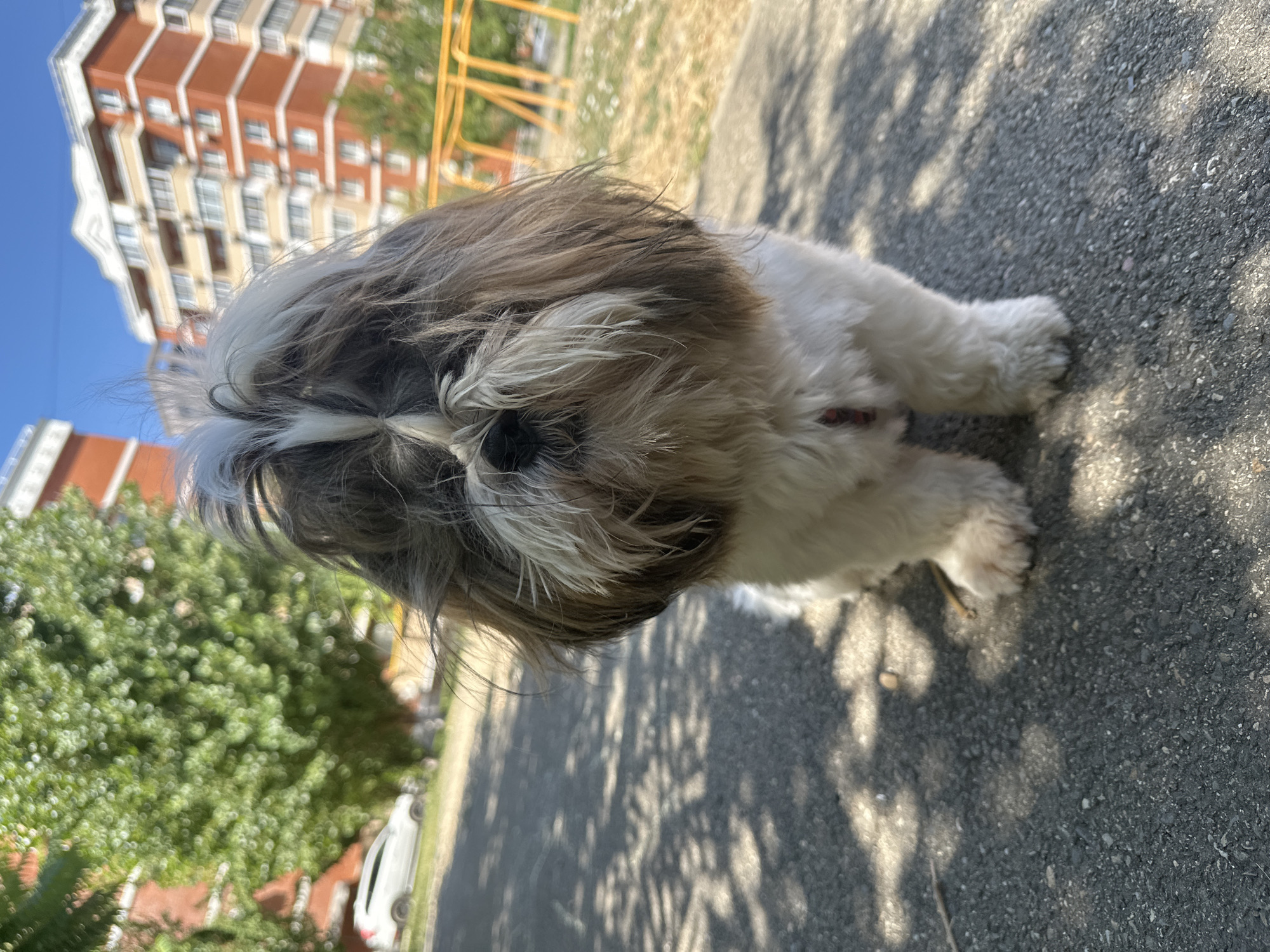 In an outdoor urban setting on a sunny day, a shih tzu dog stands facing forward on an asphalt path. The dog is predominantly white with brown markings on its head and back. Its fur is long and somewhat unkempt, obscuring its eyes and nose. In the background, a large green tree is visible, and behind that, two multi-story apartment buildings with orange and beige facades. A white car is parked in the distance near the tree. A yellow children's playground structure can be seen to the right of the dog. The asphalt path shows dappled sunlight and shadows from the overhead foliage. The overall scene suggests a residential area in a city.