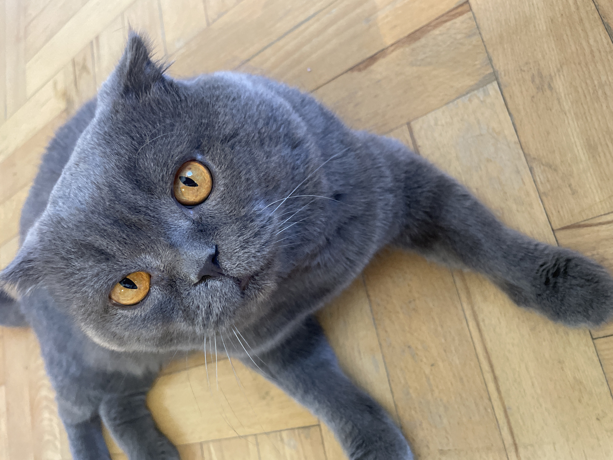 A gray Scottish Fold cat is lying on a wood floor. The cat is facing upward. The cat has orange eyes. The location is in the city of Unknown, Unknown.