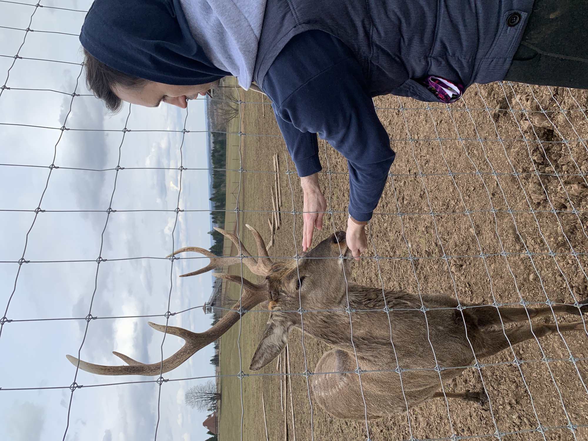 A person is interacting with a deer through a wire fence. The person, wearing a hooded sweatshirt, leans forward to touch the deer's head. The deer, sporting antlers, stands close to the fence. The setting appears to be a rural or outdoor area with a field and some trees in the background. According to the available information, this scene is located in Stary Chultem, Russia.