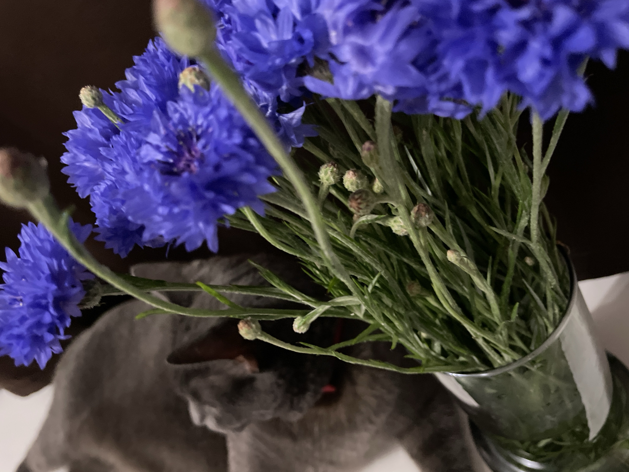A close-up shot captures a bouquet of vibrant blue cornflowers in a glass vase, positioned in the foreground. The flowers are detailed with delicate petals and green stems, some still in bud form. In the blurred background, a grey cat is partially visible, resting or lying down. The overall scene is dimly lit, suggesting an indoor setting. The image is not associated with the city of Sochi, Russia.