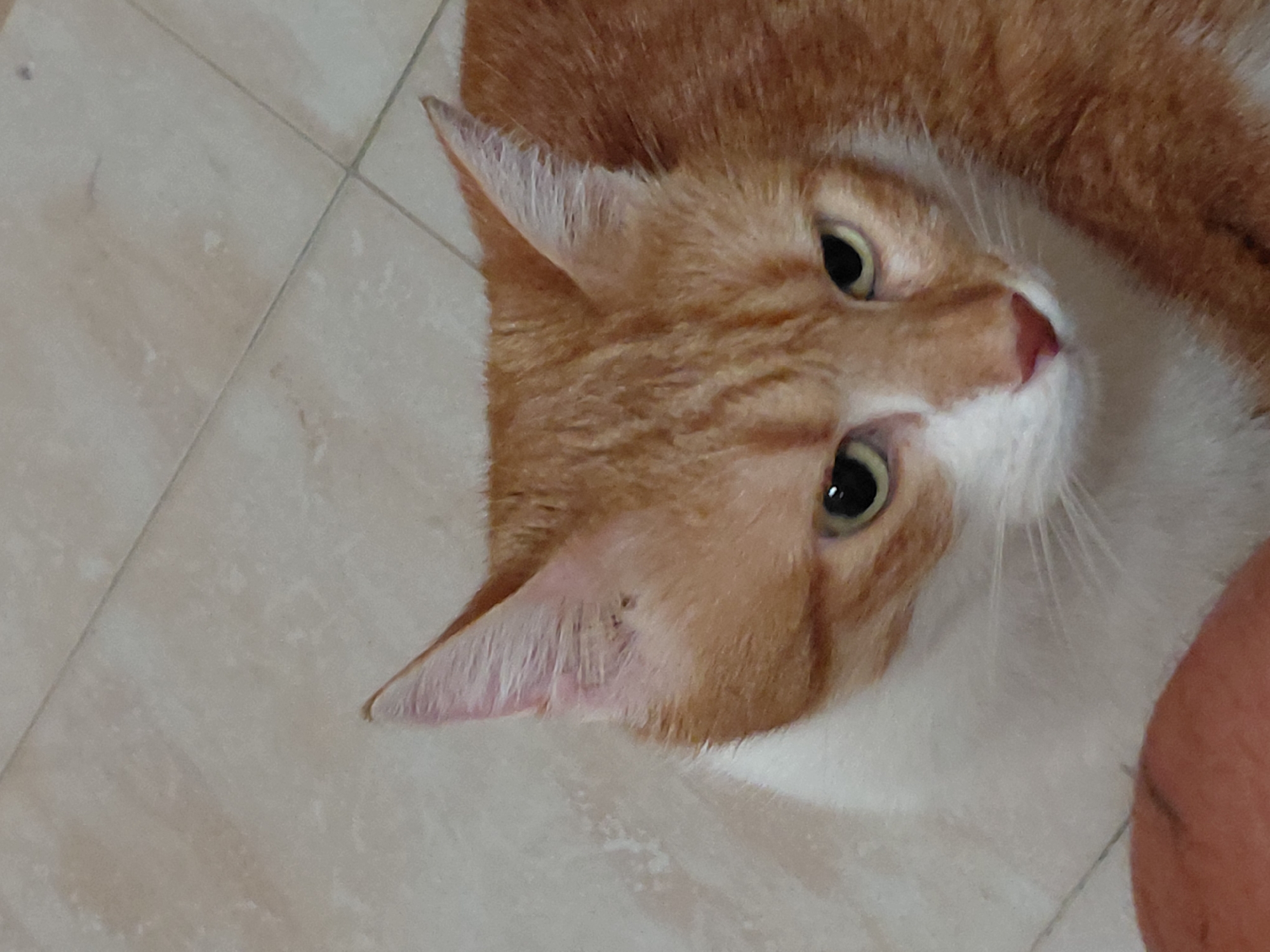 The scene is located in Plovdiv, Bulgaria. An orange and white domestic cat is depicted from a high-angle perspective, resting on a light-colored, square-tiled floor with visible grout lines. The cat possesses orange fur with darker tabby stripes across its head, ears, and visible upper body, contrasted by a white chest, chin, and muzzle. Its eyes are a greenish-yellow with dilated black pupils, directed downwards and slightly to the left. A prominent pink nose and numerous white whiskers are visible. The cat's ears are erect, with the right ear showing a small notch or mark near the top. A light-skinned human finger or thumb is partially visible at the bottom-left of the frame, indicating close proximity to the animal.