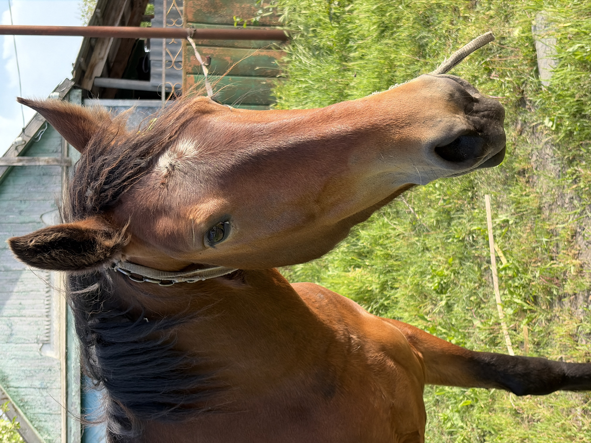 A brown horse with a white star on its forehead stands in a grassy area in Novopokrovskaya, Russia. The horse has a rope halter on its head. Behind the horse are some dilapidated wooden buildings. The grass appears overgrown, indicating a rural or semi-rural environment.