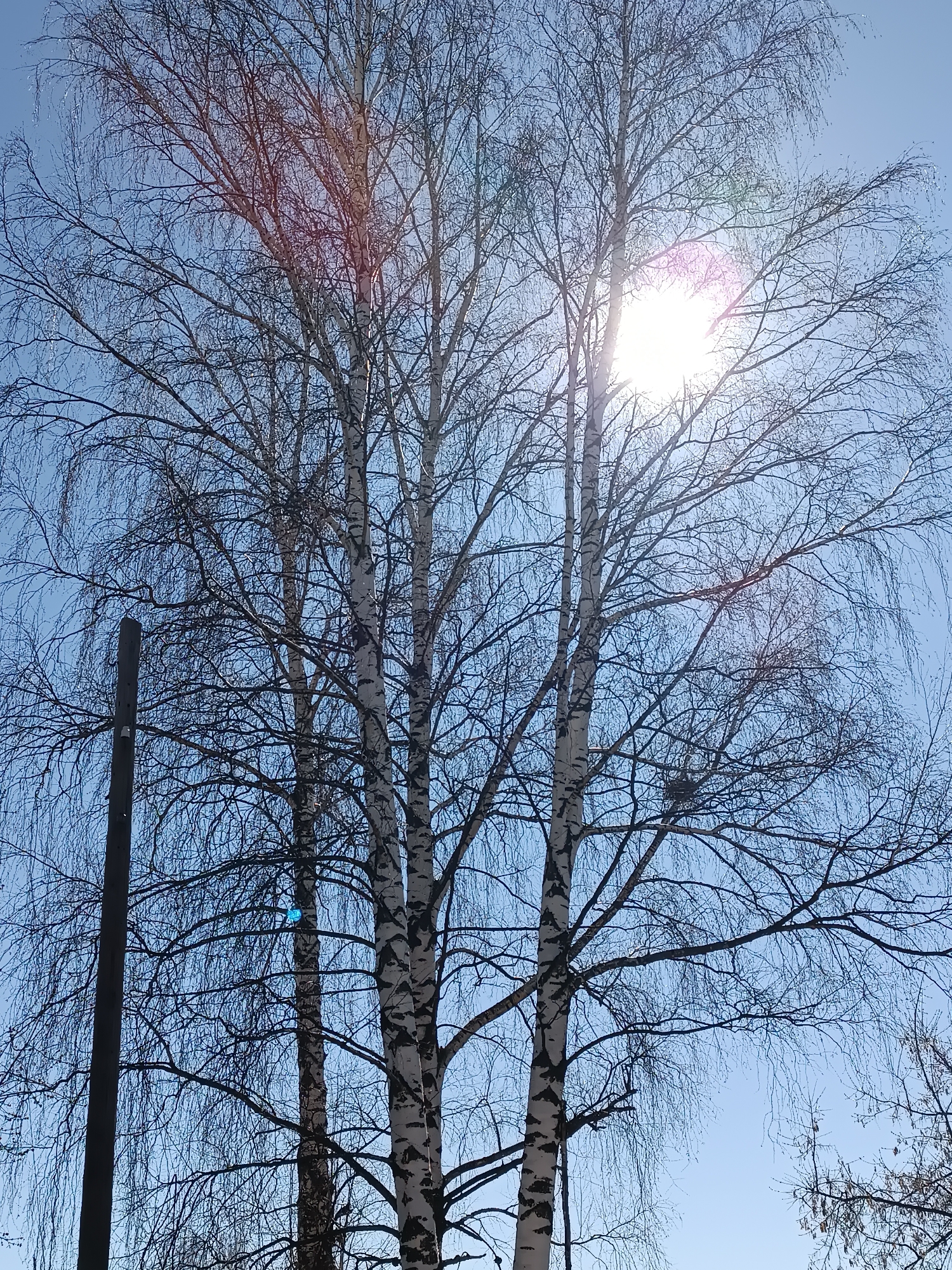 The image depicts a cluster of birch trees with bare branches against a clear, bright blue sky. The sun is positioned behind the trees, causing lens flare. The bark of the birch trees is visible, with its characteristic white and black markings. A utility pole stands to the left of the trees. There is a bird's nest in the branches of one of the trees. The location is Chaikovsky, Russia.