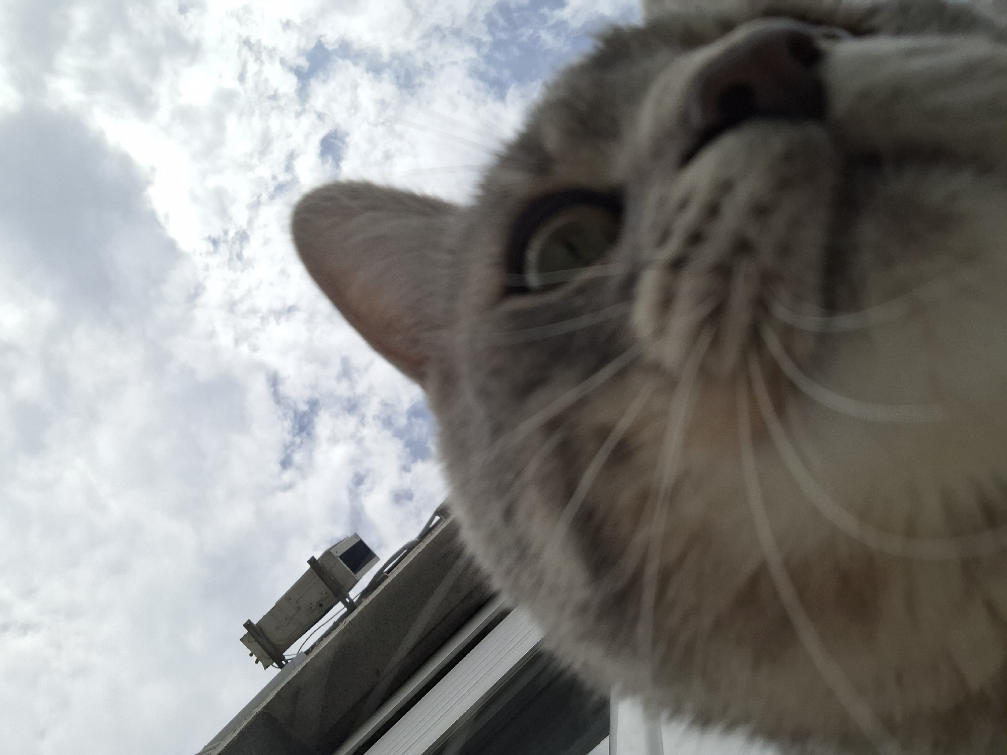 This image presents a low-angle, extreme close-up of a cat's face against an outdoor background. A grey tabby cat fills the right side and bottom of the frame, with its left eye (from the cat's perspective) clearly visible and reflecting light, showcasing a greenish-yellow iris. Its furry cheeks, prominent whiskers, and part of its nose are also in focus, conveying a sense of curiosity as it gazes directly downward, presumably at the camera.
The background consists primarily of a bright, cloudy sky in the upper left and central-left. White and light grey clouds are scattered across a lighter blue sky, suggesting daytime. Below the clouds on the left, a concrete or stone building ledge is visible, on which a rectangular, grey-colored outdoor unit or device is mounted. Below the ledge, parts of a white or light-colored window frame are also discernible.
The perspective indicates that the camera is positioned below the cat, which appears to be on an elevated surface such as a balcony or window ledge in Novi Sad, Serbia. The weather is partly cloudy, and the time of day is daytime. There is no visible text in the image.