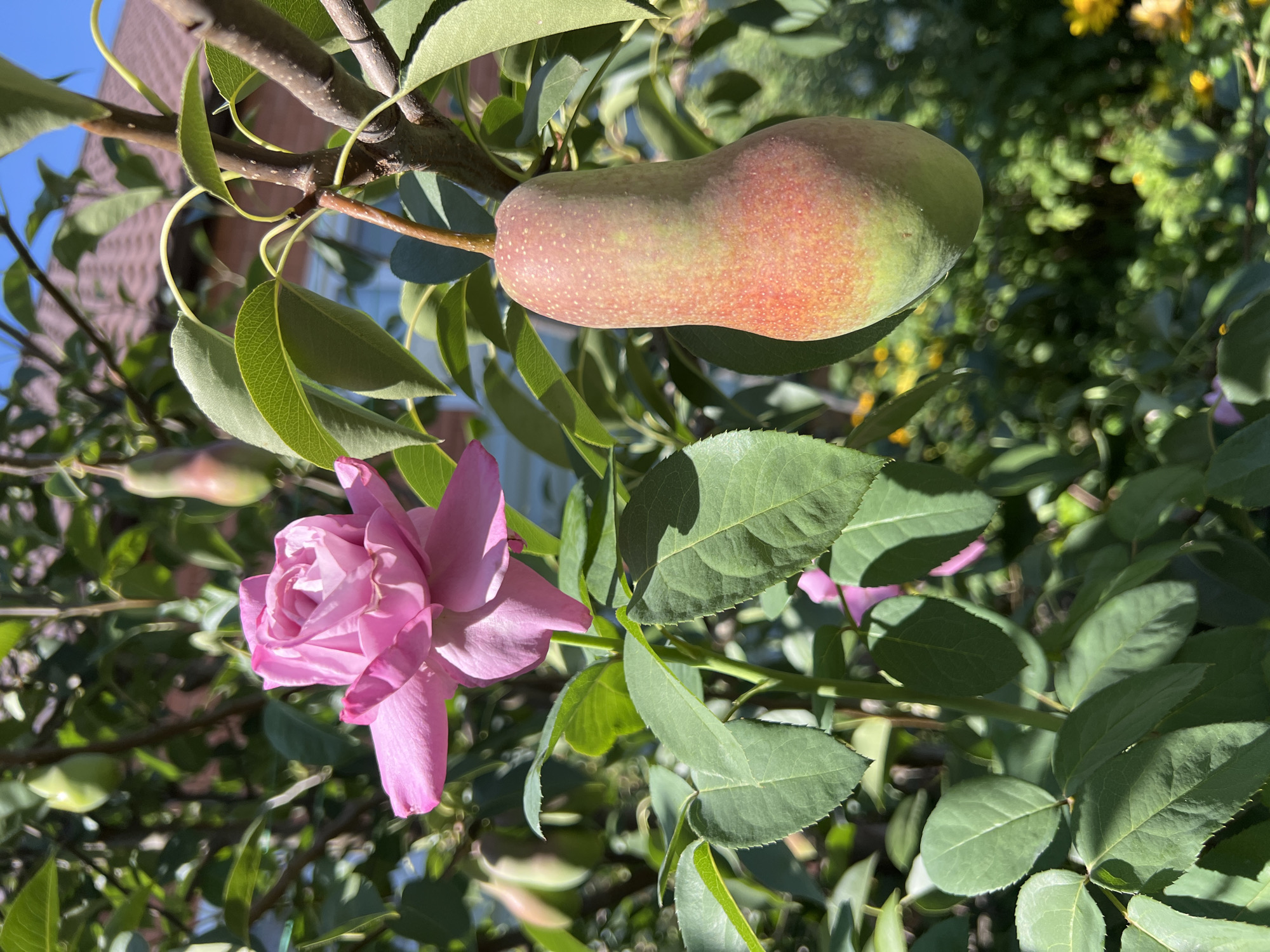 A pink rose blooms next to a pear on a tree in Millerovo, Russia. The rose is in focus in the foreground on the left, its petals a vibrant pink with subtle variations in hue. To its right, a single, elongated pear hangs from a branch, showing a gradient of color from green at the bottom to a blush of red and pink at the top. The pear is slightly out of focus compared to the rose. Both are surrounded by lush green leaves and branches, suggesting a garden setting. In the background, out of focus, are more pear-shaped fruits on branches and hints of a residential building with a brown roof, likely a house, under a clear blue sky. The lighting indicates it is a sunny day, casting shadows and highlighting the textures of the leaves and fruit.