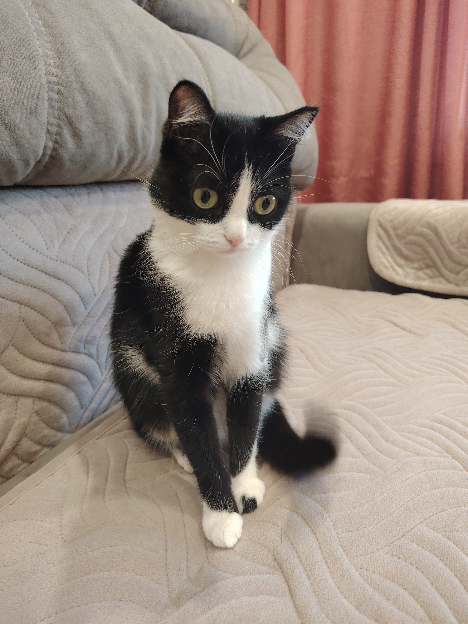 A tuxedo cat, primarily black with distinct white markings, is captured sitting on a light-colored, patterned sofa or cushioned chair. The cat's chest, muzzle, and paws are white, contrasting with its otherwise black fur. Its eyes are a striking green or yellow hue, and it appears to be looking directly or slightly to the left of the viewer, with an alert and curious expression. White whiskers extend from its face.
The sofa cushions are light grey or beige and feature a prominent wavy, quilted texture. Behind the cat, another sofa cushion or backrest is visible, showing a similar color and pattern. To the right side of the frame, a muted reddish-pink curtain or drape can be seen in the background, suggesting an indoor domestic setting. The lighting appears to be ambient indoor light. The cat's tail, visible behind its body, shows a slight blur, hinting at a recent movement. There is no visible text in the image.