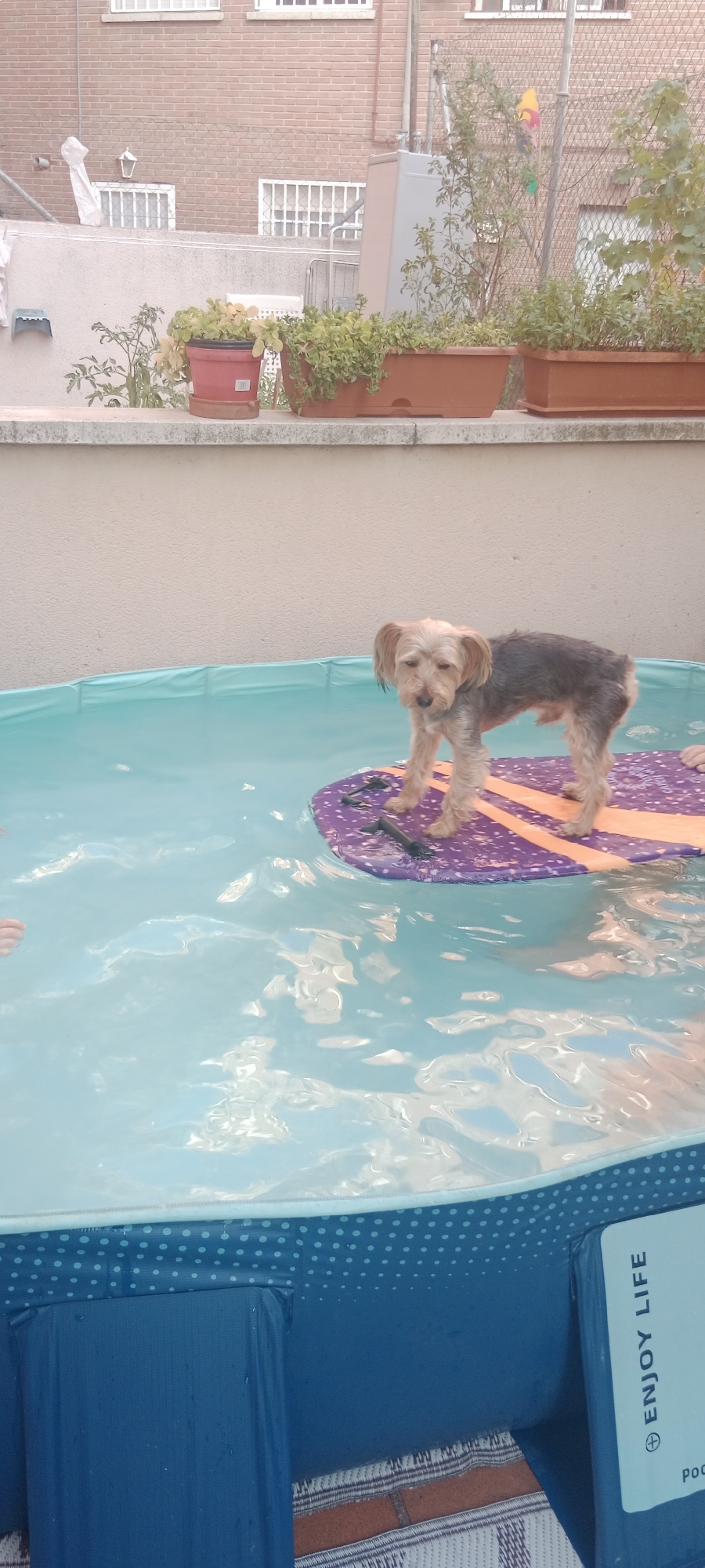 The image depicts a small Yorkshire Terrier standing on a purple and orange swim board in a shallow, inflatable pool. The dog is facing slightly to the left of the camera, with its ears perked up. The pool is filled with clear, blue water that reflects light. In the background, there is a brick wall and some potted plants on a ledge. The scene appears to be an outdoor patio or rooftop area. The dog is the central focus of the image, positioned on the swim board in the middle of the pool. The overall impression is a playful or cooling activity for the pet.