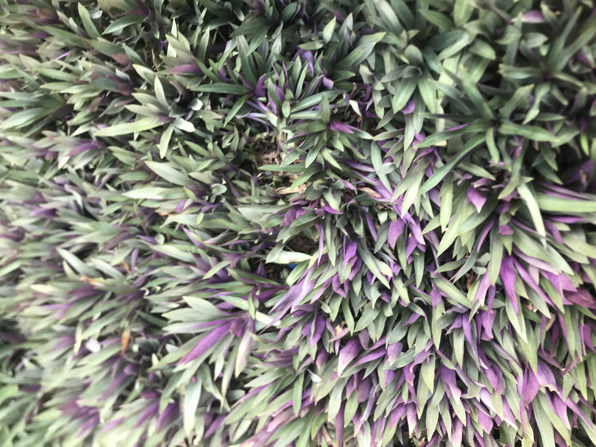 The image shows a close-up view of a dense patch of Tradescantia spathacea plants, commonly known as Moses-in-the-cradle. The plants have green and purple leaves, tightly packed together. The location, Uteungeulinggang, Indonesia, is not directly identifiable from the image itself.
