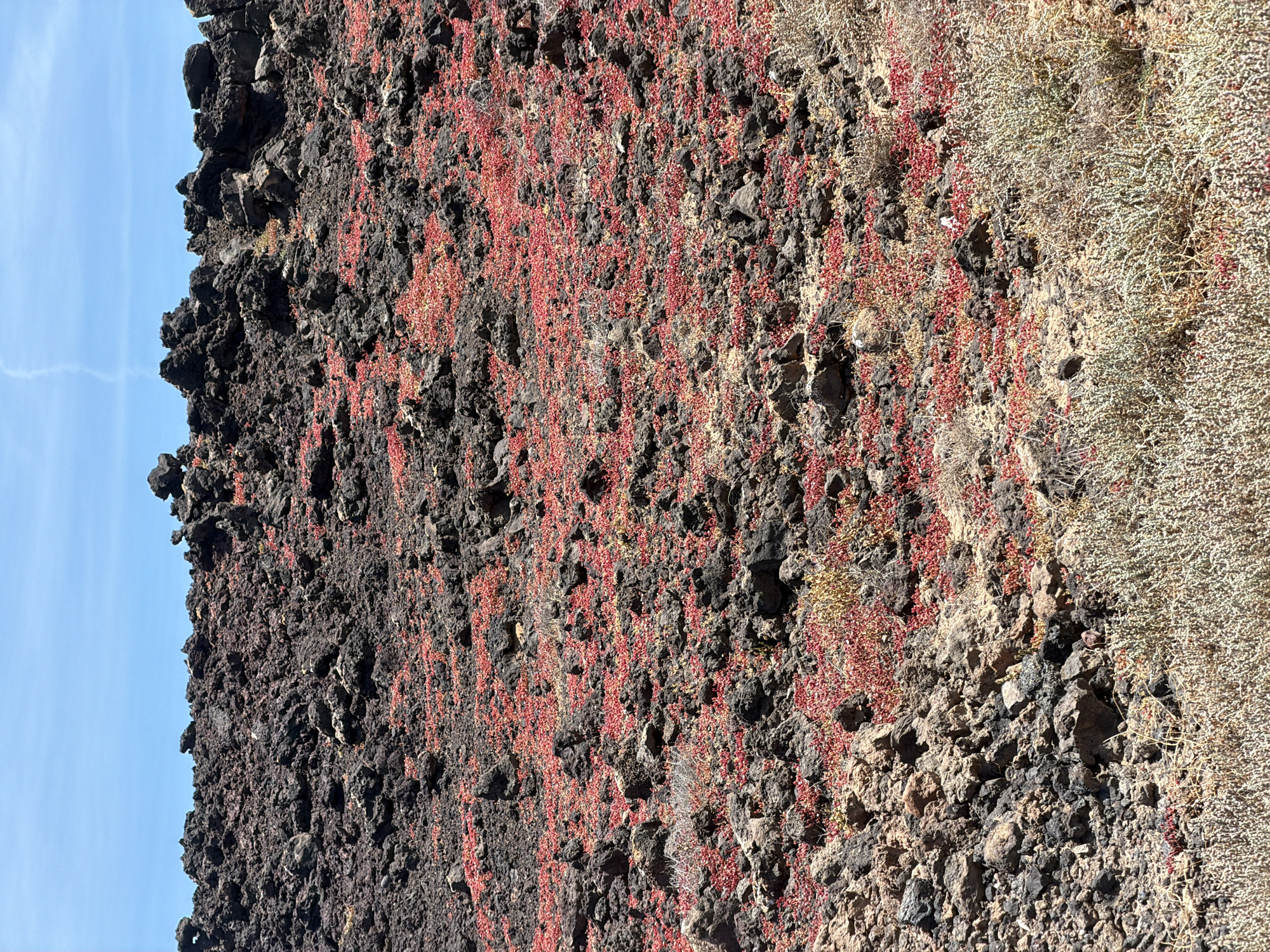 The image depicts a rocky slope in Tinajo, Spain. The left side is characterized by dark, volcanic rock formation meeting a blue sky, while the majority of the slope is covered in a mix of black volcanic rock interspersed with small red and tan plants. The rightmost part of the slope features a denser patch of tan foliage.