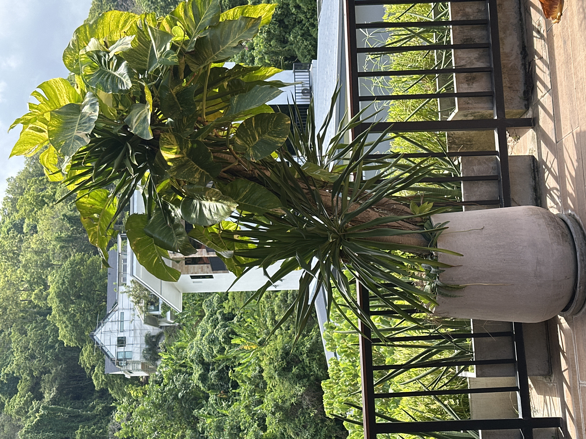A large potted plant, featuring both a spiky green-leafed plant at its base and a vining plant with large, variegated green and yellow leaves at its top, sits on a tiled balcony in Rawai, Thailand. The balcony is enclosed by a dark metal railing. In the background, lush green trees cover a hillside, with modern white buildings visible amongst the foliage. One building appears to be under construction, with scaffolding around its upper section. The sky is partially cloudy.