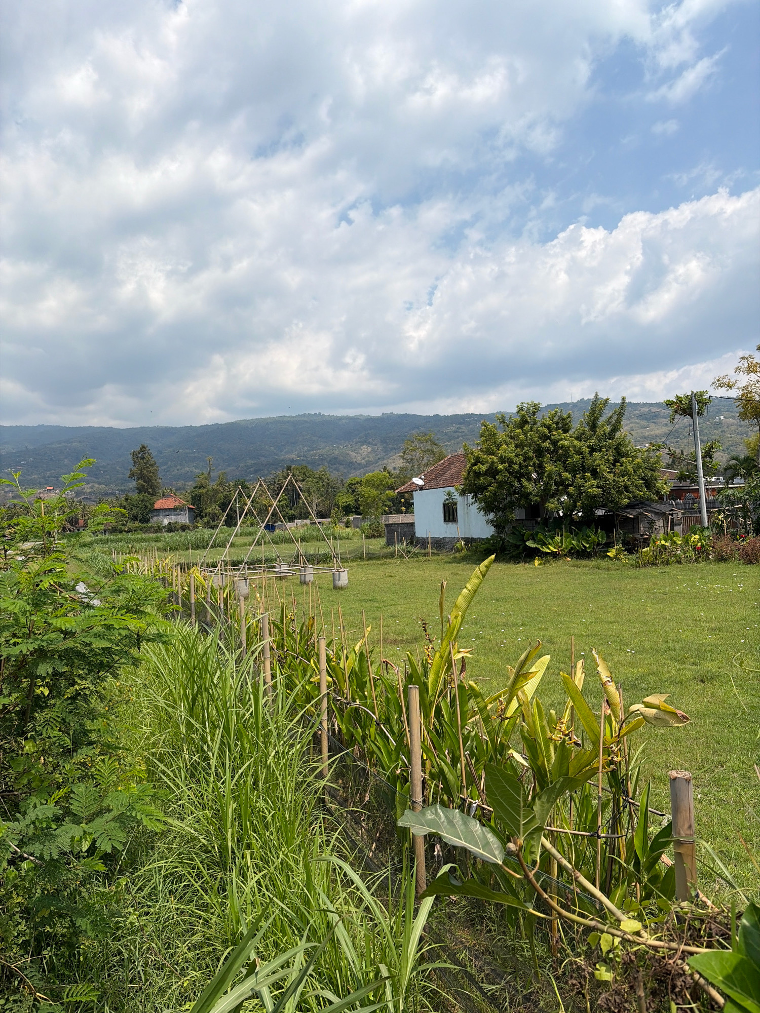 The image depicts a rural landscape with a clear sky and scattered clouds. In the foreground, lush green vegetation, including tall grass and broad-leaved plants, lines a bamboo fence. The middle ground features a neatly mowed grassy field, a partially constructed bamboo structure, and several buildings. One white building with a red tile roof is prominent, adjacent to a large, leafy tree. Beyond the buildings, a verdant hillside covered in trees recedes into the distance, culminating in hazy mountains under a bright sky. The scene appears to be a tranquil outdoor environment, possibly a garden or agricultural area in the city of Banjar, Indonesia, characterized by its natural beauty and rural architecture. There are no people visible in the image.