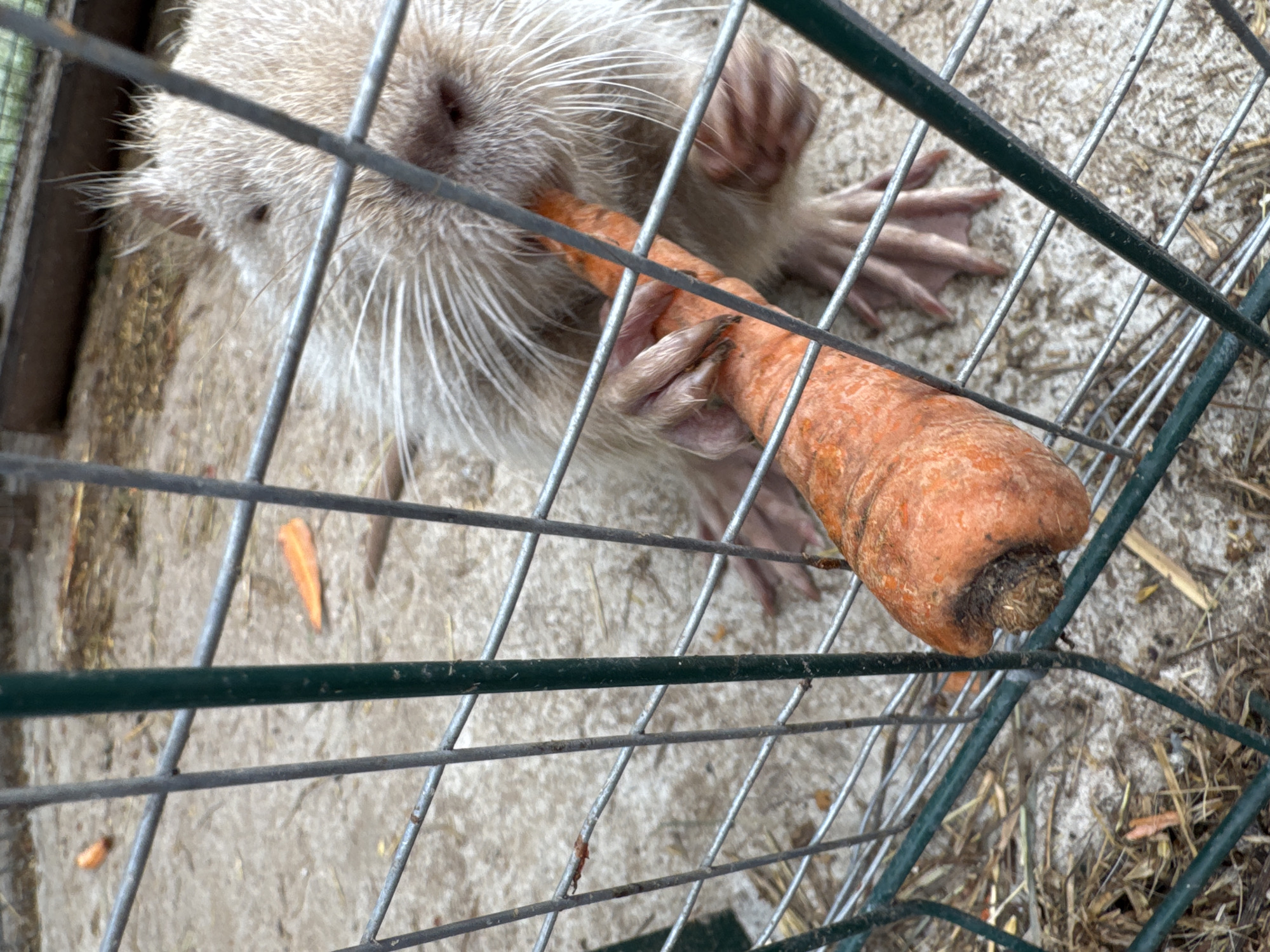 A pale-furred animal, possibly a nutria, is visible through a wire fence, holding and eating a whole carrot. The animal has long whiskers and its front paws are gripping the orange vegetable. The background consists of a sandy or concrete ground with scattered bits of straw and a few other carrot pieces. The location is Yelyzavetivka, Ukraine.