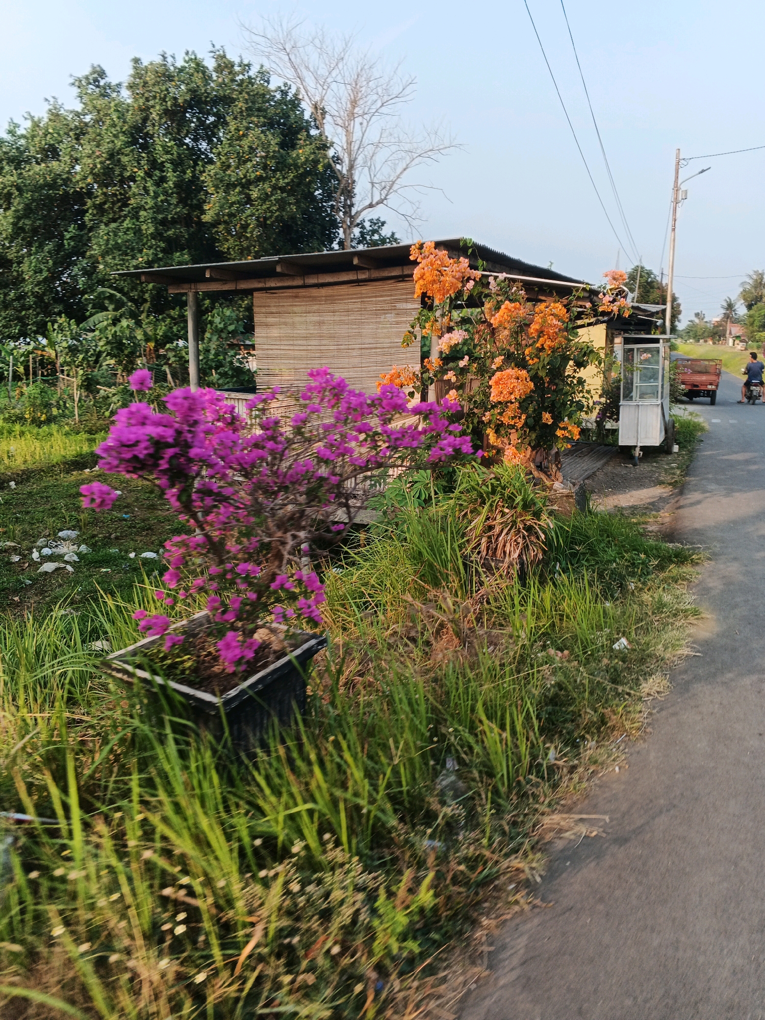 The image depicts a roadside scene in a rural or semi-rural area of Cilacap, Indonesia. A small, open-sided structure with a corrugated metal roof is visible, constructed with bamboo blinds as walls. In front of this structure, vibrant flowering plants are in bloom, with a prominent pot containing purple bougainvillea in the foreground and a cluster of orange bougainvillea to the right. Tall grasses and other vegetation grow wild along the edge of the asphalt road. A small, wheeled cart, possibly a vendor's stall, is parked near the structure. In the background, a person on a motorcycle is traveling down the road, and a small utility vehicle is also visible. Utility poles and power lines crisscross the sky. The overall impression is one of a humble, possibly commercial, roadside setting with a focus on natural flora, bathed in the soft light of what appears to be late afternoon or early morning.