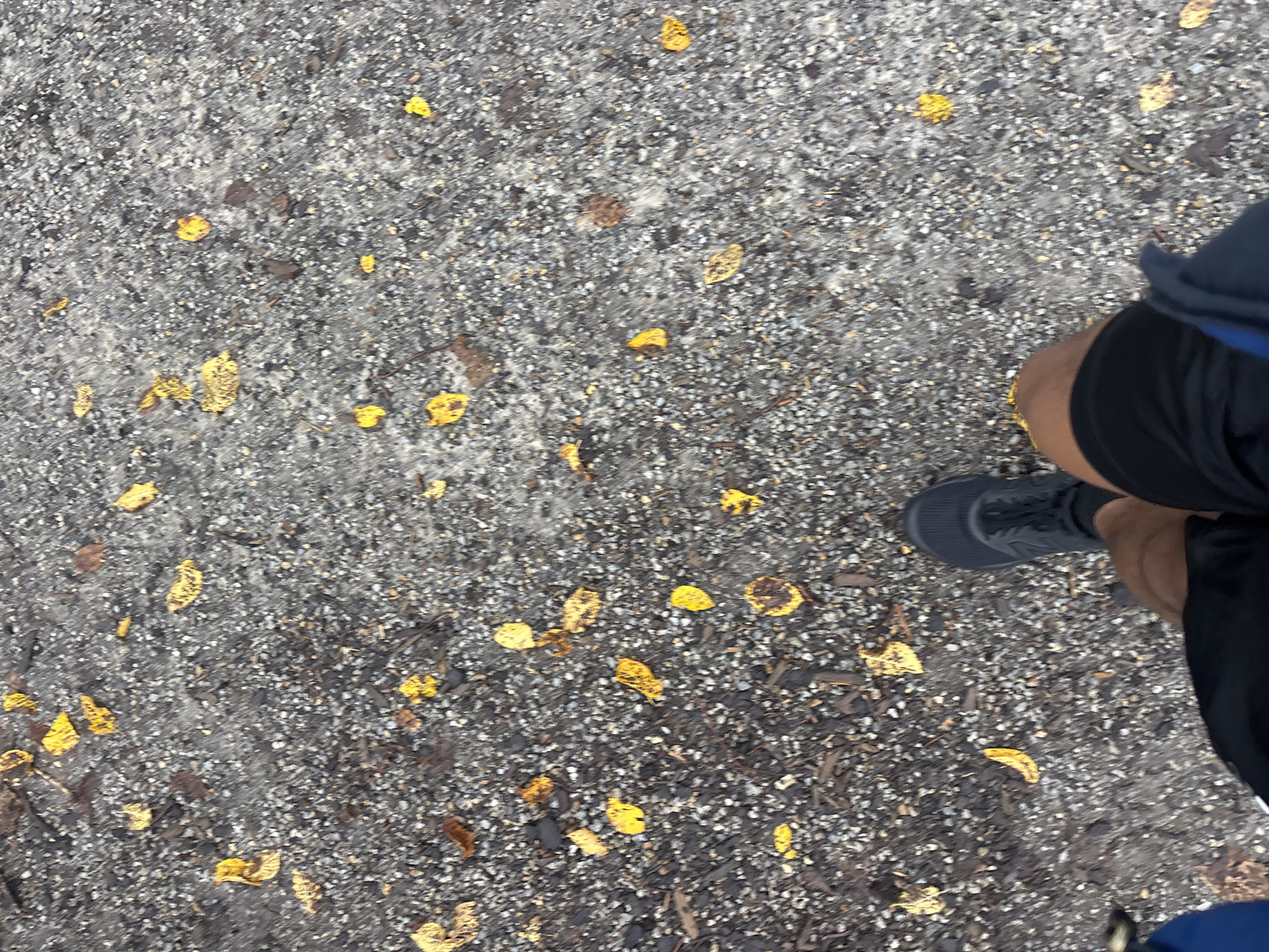 The image shows a person's legs and feet walking on a gravel path with scattered yellow and brown leaves. The person is wearing black athletic shorts and a dark grey athletic shoe. The path appears to be a walking trail or sidewalk. The environment is outdoors, with dappled light suggesting it could be a shaded area or overcast conditions. The exact location in Brunswick East, Australia cannot be determined from the image alone, as there are no landmarks or specific environmental features visible that are unique to that area. The scene depicts a solitary action of walking.