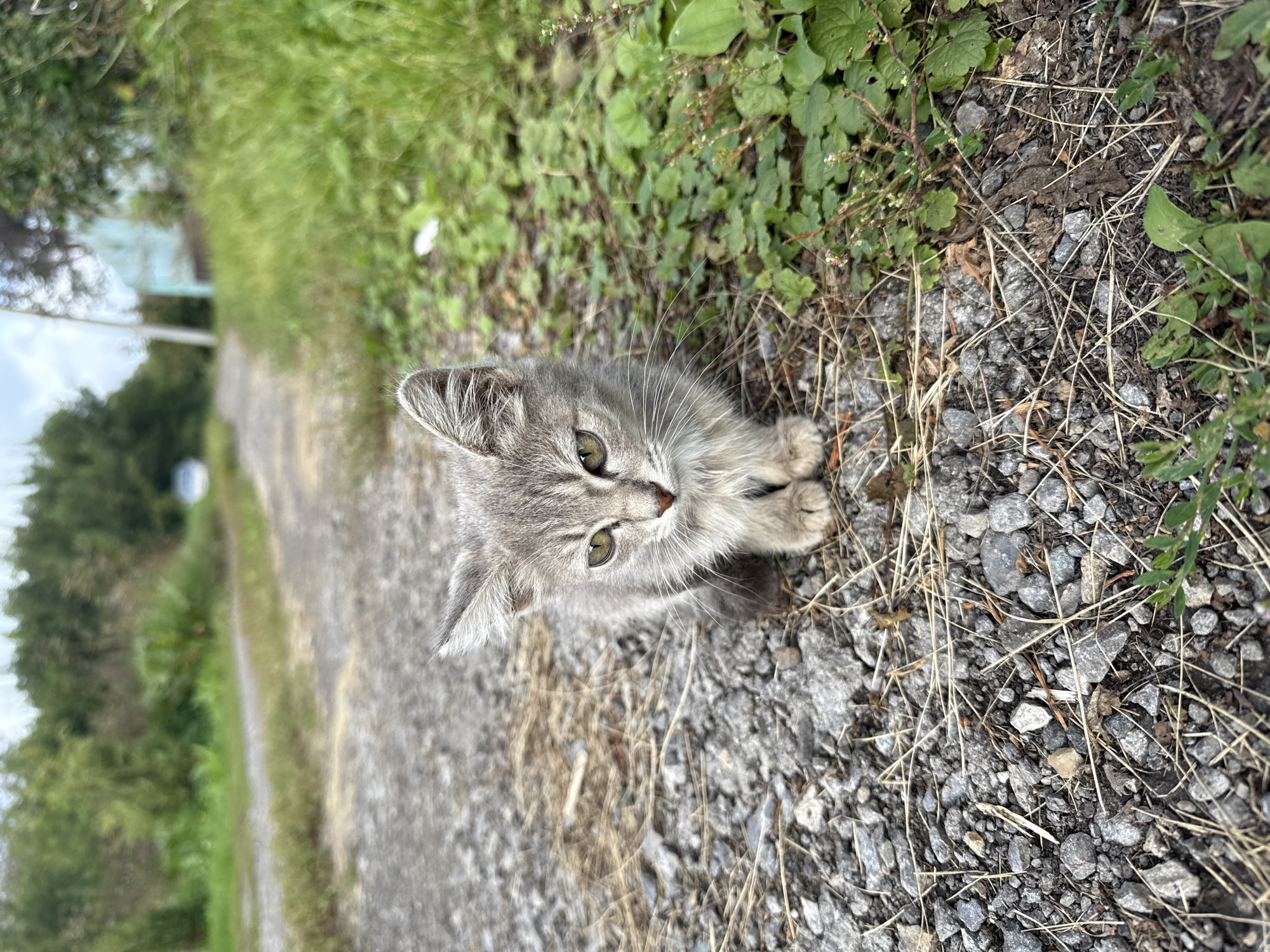 A grey kitten sits on a gravel path in an outdoor setting. The kitten has green eyes and is looking towards the viewer. The path is lined with green grass and vegetation on either side. In the background, a dirt road extends into the distance, with trees and foliage on either side. A blurry light-colored building is visible in the far background. The overall impression is one of a rural or semi-rural environment. The specific location is the city of Kamensk-Uralsky, Russia, implied by the metadata.