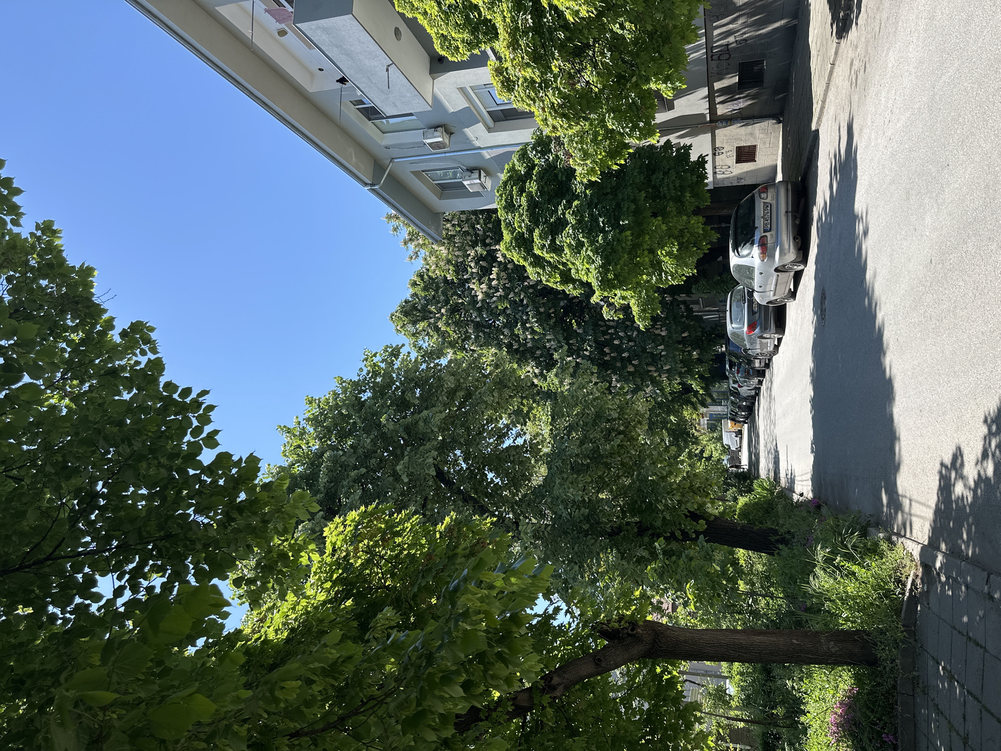 The image depicts a street scene in Plovdiv, Bulgaria. The photo is taken at street level, angled upwards. A grey, multi-story building stands to the left, its architecture displaying rectangular windows and air conditioning units. Tall, leafy green trees line the street, their branches creating a dense canopy overhead. The sky is a clear, bright blue. Several parked cars are visible along the right side of the street. The pavement is visible on the right, with a strip of greenery with some purple flowers alongside the curb. The image is brightly lit, suggesting a sunny day.