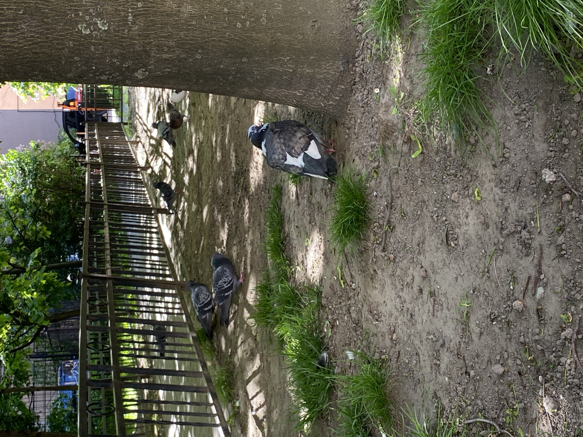 This rotated image, captured in Saint Petersburg, Russia, depicts an outdoor scene in what appears to be a park or urban green space. A large tree trunk occupies the left side of the frame, grounding the view. The terrain consists primarily of light brown dirt mixed with small stones, interspersed with patches of bright green grass.
Several pigeons are visible on the ground. In the mid-ground, a distinct pigeon with a mix of dark gray, black, and prominent white plumage, especially on its wings, is seen. Further back, closer to a fence, two more common gray pigeons are present, appearing to rest or forage. Another pigeon is partially visible near the top left.
A dark metal fence, characterized by vertical bars and some decorative circular elements, diagonally spans the mid-ground, separating the immediate area from the background. Beyond the fence, lush green foliage from trees and bushes is evident. In the distance, parts of a light-colored building are visible, along with a dark vehicle, possibly a van or truck, which displays orange accents on its roof or side.
The scene is bathed in bright daylight, suggesting clear and sunny weather, with shadows indicating the sun's position. The pigeons are the main subjects, engaging in typical quiet behavior. No people are visible, and there is no discernible text within the image.