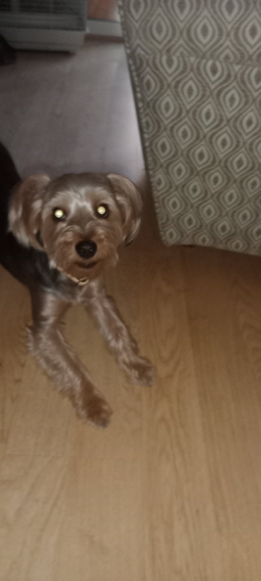 An indoor photograph shows a small dog with light brown fur and bright yellow eyes, lying on a light brown wooden floor. The dog is facing the camera and appears to be a Yorkshire Terrier. The dog is wearing a light-colored collar. In the background, a patterned fabric with an off-white and grey diamond design is visible, along with a corner of what appears to be a radiator or heating unit. The lighting in the room is dim, causing a reflection in the dog's eyes. The scene is likely a residential interior.