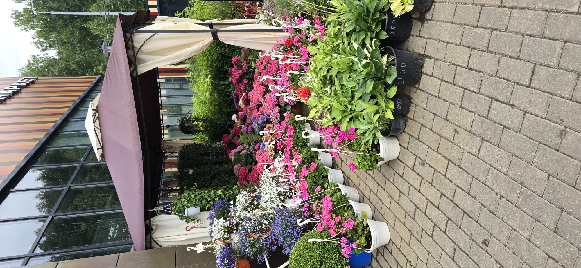 The image shows an outdoor flower market in front of a building with a facade of vertical, multi-colored stripes and large windows. A brown gazebo with cream-colored curtains covers a display of numerous potted plants and hanging baskets filled with a variety of flowers, primarily in shades of pink, purple, and white. Some of the plants appear to be hydrangeas, while others are smaller flowering plants and greenery. Several black plastic pots in the foreground have prices written on them in white chalk: "1200", "2500", and "250". In the background, lush green trees are visible, suggesting a suburban or natural setting. The ground is paved with light gray brick pavers. The scene is static and appears to be taken during daylight hours under an overcast sky. No people are visible in the image.