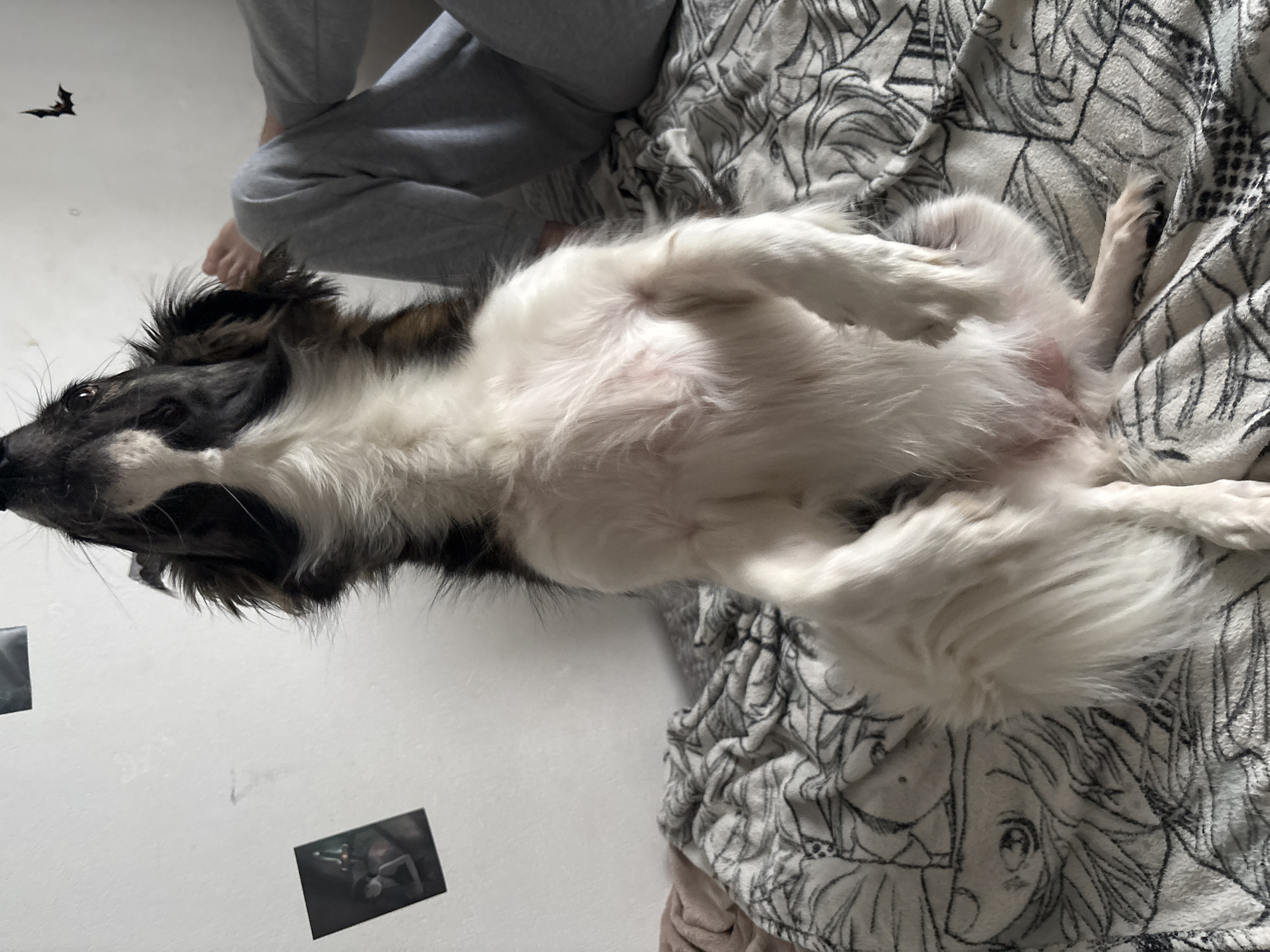 The image shows a dog lying on its back on a patterned blanket. The dog has black and white fur and appears to be a long-haired breed. Its belly is exposed, and its legs are stretched out. In the background, a person wearing grey sweatpants is partially visible, with their legs bent and feet showing. To the left of the dog, on a white wall, are two small black and white photographs. High in the upper left corner of the image, a small black bat silhouette is visible against the white wall. The lighting suggests it is daytime, and there are no clear indicators of the weather or a specific outdoor location. The overall impression is of a casual, indoor scene, possibly a living room or bedroom, with the dog relaxing.