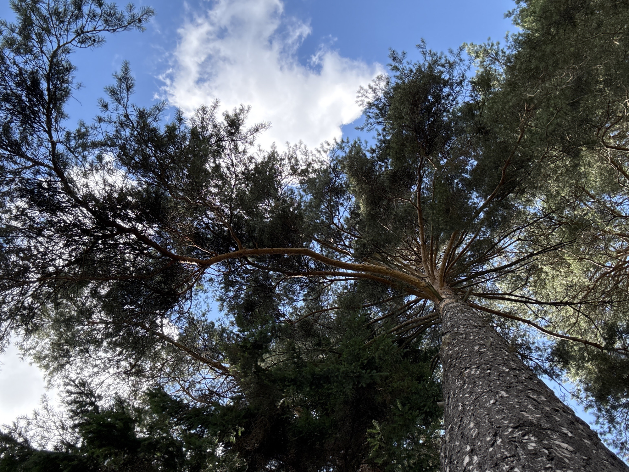 An extreme low-angle shot captures a dense forest canopy against a bright blue sky with scattered white clouds. The foreground is dominated by the textured bark of a large tree trunk that extends upwards and out of frame. Branches with dark green foliage spread across the upper half of the image, obscuring parts of the sky. The overall impression is one of looking directly up through tall trees. The scene appears to be an outdoor natural setting, potentially a park or forest area within the city of Chaikovsky, Russia, given the context. There are no people or discernible human activity visible in the image.