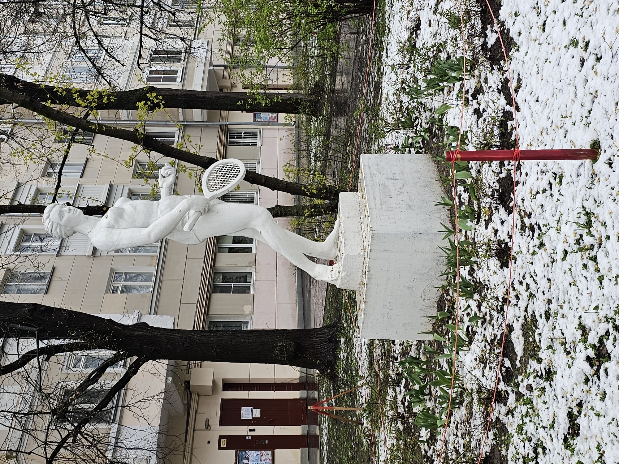 The image displays a white statue of a female tennis player in a dynamic pose, holding a tennis racket as if mid-serve or swing. The statue is mounted on a simple, light-colored rectangular plinth. Behind the statue, a multi-story, light beige residential building with numerous windows is visible. Two large trees with dark, bare branches and sparse, nascent green leaves frame the scene.
The ground in the foreground and to the right is patchily covered in a layer of white, resembling recent snow or hail, interspersed with darker soil and emerging green plants, possibly tulips or other early spring growth. A thin red string or tape is stretched across this area, supported by a red stake or post, likely marking a garden bed or protected space.
The scene appears to take place during the daytime, under an overcast sky. The combination of budding green leaves and snow on the ground suggests an unusual or late-season cold weather event in early spring.
Visible text includes several white paper notices taped to the dark brown entrance door of the building. Above one of the tree branches, on the building wall, a colorful poster featuring multiple cartoon-like figures is also visible.