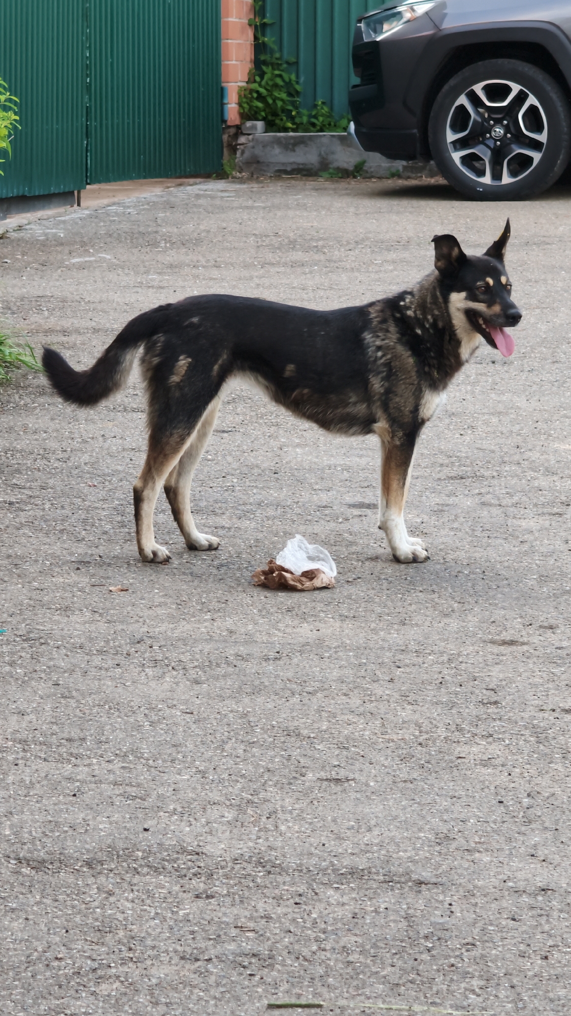 A medium-sized, mixed-breed dog with black, tan, and grey fur stands on a paved surface in front of a green corrugated metal fence. The dog is facing to the right, with its tongue hanging out and mouth slightly open. Its tail is curved upwards. To the right of the dog, there is a crumpled white plastic bag with brown contents inside, lying on the ground. In the background, a dark-colored SUV is partially visible, along with a brick structure and some green foliage. The environment appears to be an outdoor area, possibly a residential or industrial yard, located in the city of Burdakovka, Russia.
