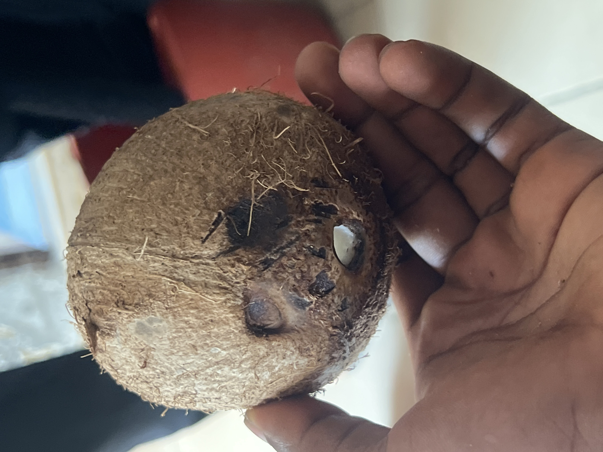A close-up shot focuses on a person's hand holding a brown, hairy coconut. The coconut has three dark indentations that resemble eyes and a mouth. The background is blurred, showing a red object and dark fabric. The lighting is bright, casting a slight shadow on the hand. The image is taken indoors, likely in a residential setting in Durumi, Nigeria.