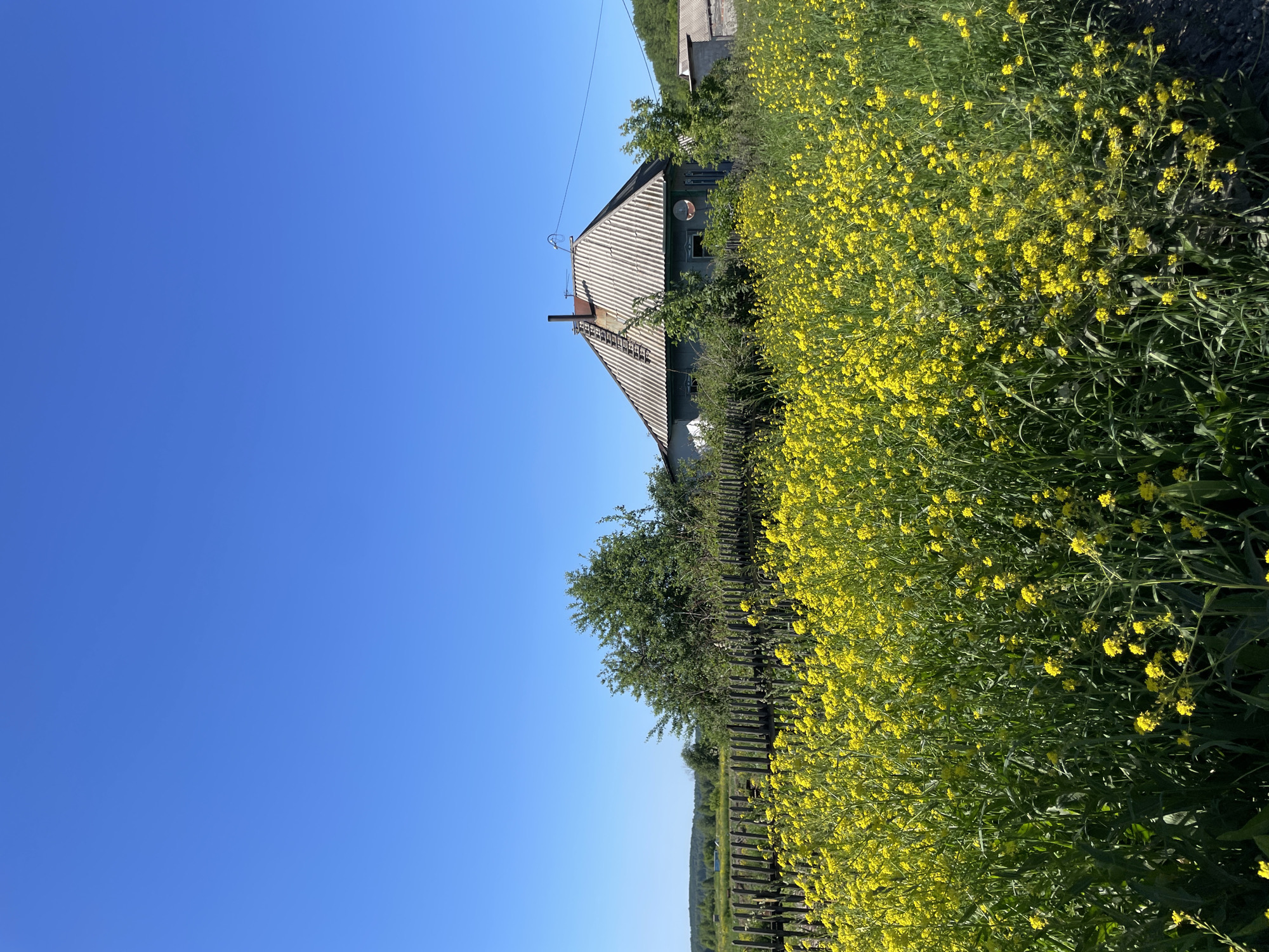 In Artyshta, Russia, a rural scene unfolds under a clear blue sky. In the foreground, a dense field of vibrant yellow wildflowers stretches across the landscape. Behind the flowers, a weathered wooden fence runs horizontally, partially obscured by the blooms. Beyond the fence, a modest house with a grey, corrugated metal roof stands nestled amongst trees and greenery. A chimney extends from the peak of the roof, and a satellite dish is visible on the side of the house. To the right of the house, another building with a similar roofline is visible. The background consists of rolling hills and trees, suggesting a natural, undeveloped environment. The overall impression is one of a peaceful, agrarian setting.