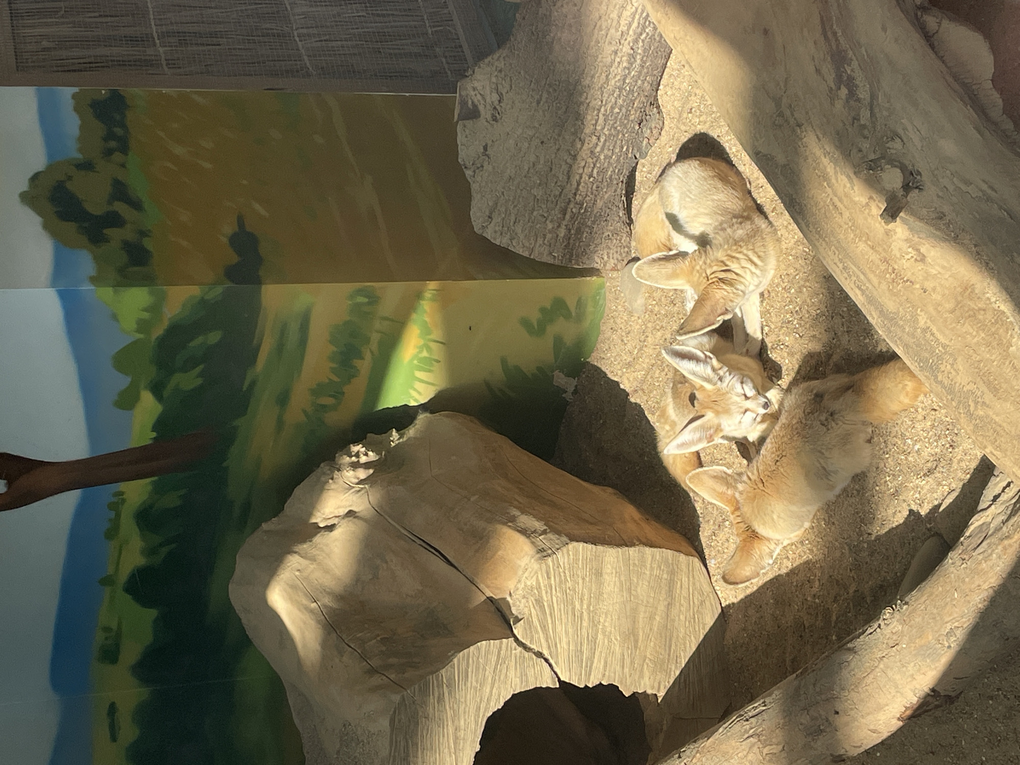The image depicts three fennec foxes resting amongst logs and sand. There is a painted backdrop. It is possible that this scene is located at the Moscow Zoo in Moscow, Russia.