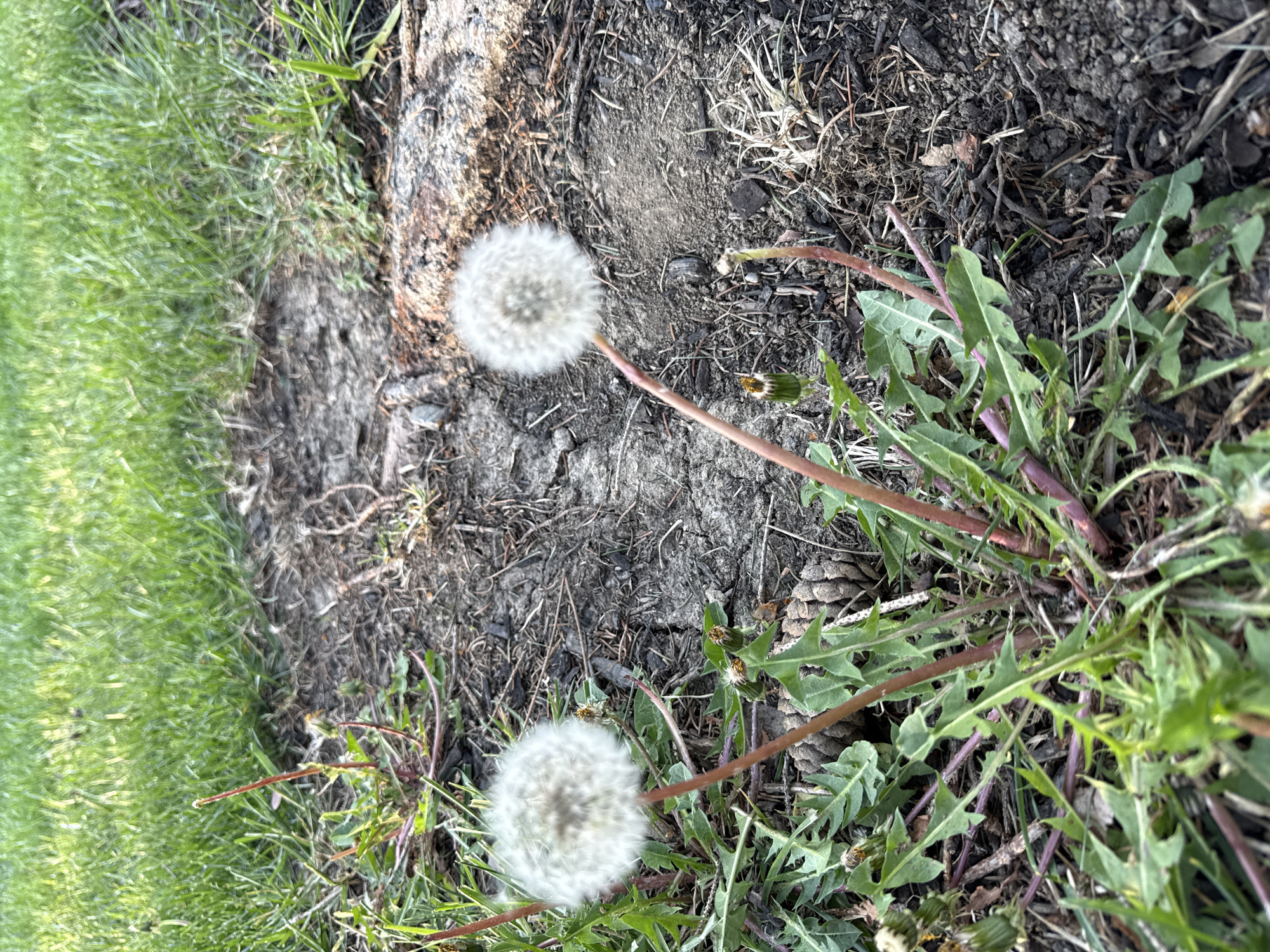 This image shows a close-up view of two dandelion seed heads in a patch of grass and dirt, located in the city of Columbus, United States of America. The dandelions are fully formed, with spherical seed heads ready to disperse their seeds. One seed head is positioned in the upper-center of the frame, and the other in the lower-left, both slightly out of focus. The plants grow from an area of dry soil, mixed with dead leaves and small twigs. In the background, there is a patch of green grass. Several unopened dandelion buds are visible amid the foliage. A small pine cone lays on the ground near the dandelion plant. The lighting appears to be natural, indicating an outdoor setting, and the composition suggests a focus on the natural elements found within the urban environment.