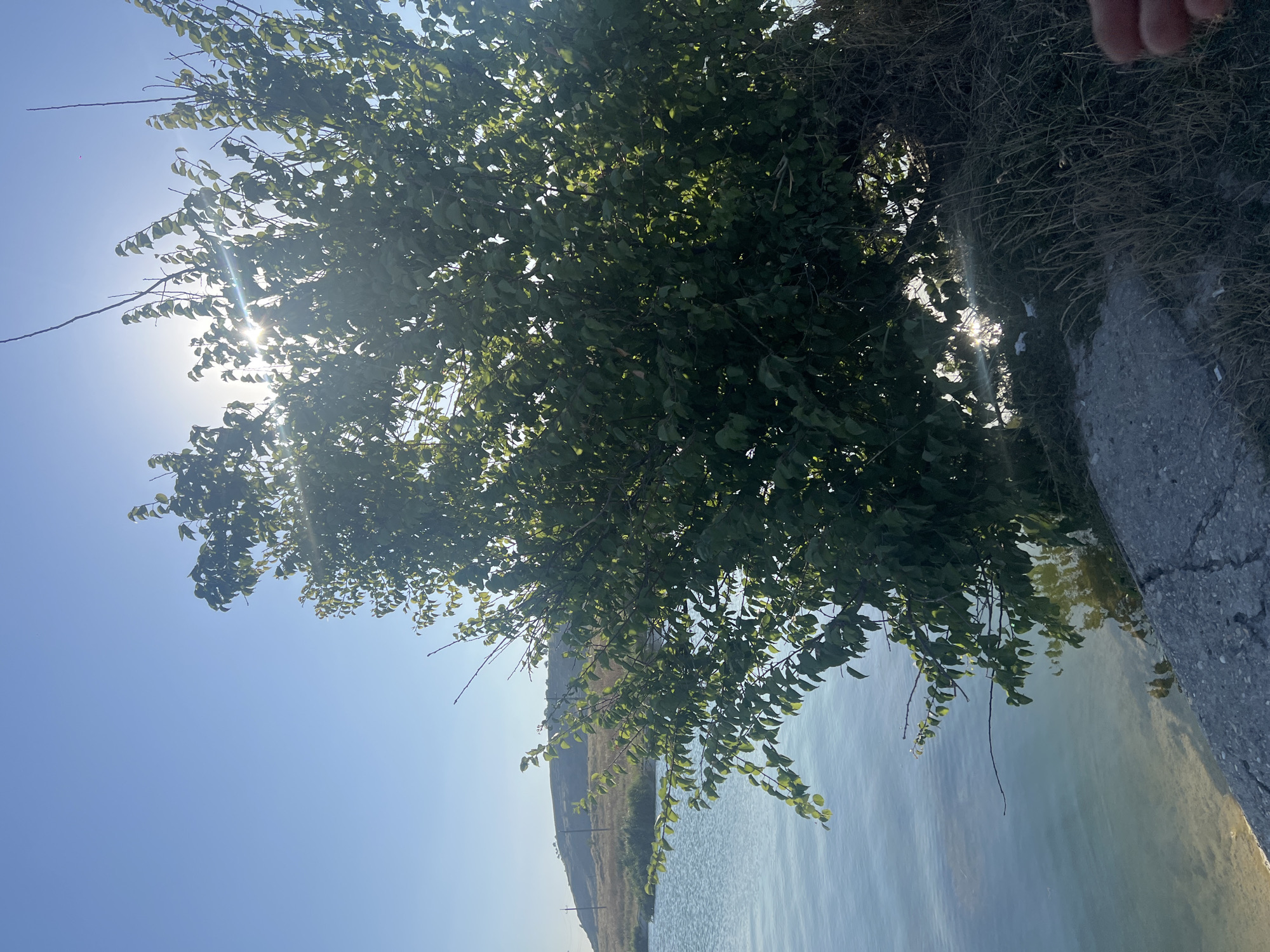 The image shows a body of water next to a tree with green leaves. The sun is shining through the leaves, creating a lens flare effect. The water is clear and reflects the sky. In the background, there is a hill with some vegetation. The scene appears to be a natural outdoor setting.