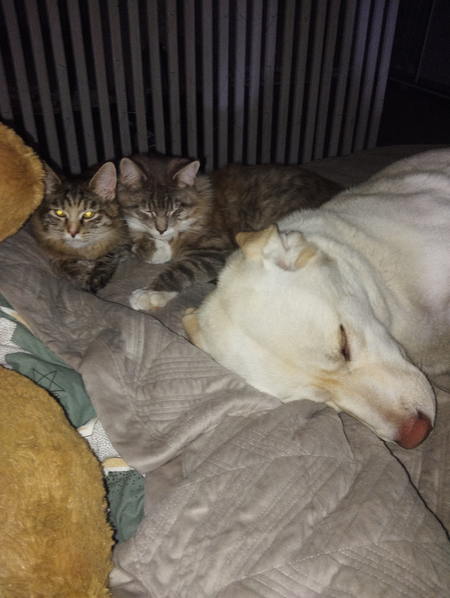 Two cats and a white dog are lying on a quilted blanket in front of a light-colored, vertically-striped backdrop. The cat on the left is looking forward with its eyes open, while the other cat is lying down, resting its head on its paws, with its eyes partially closed. The dog is on the right, lying with its head close to the cats. The background is out of focus and difficult to identify. The location of the scene is unknown, as is the city of Grishanki, Russia.