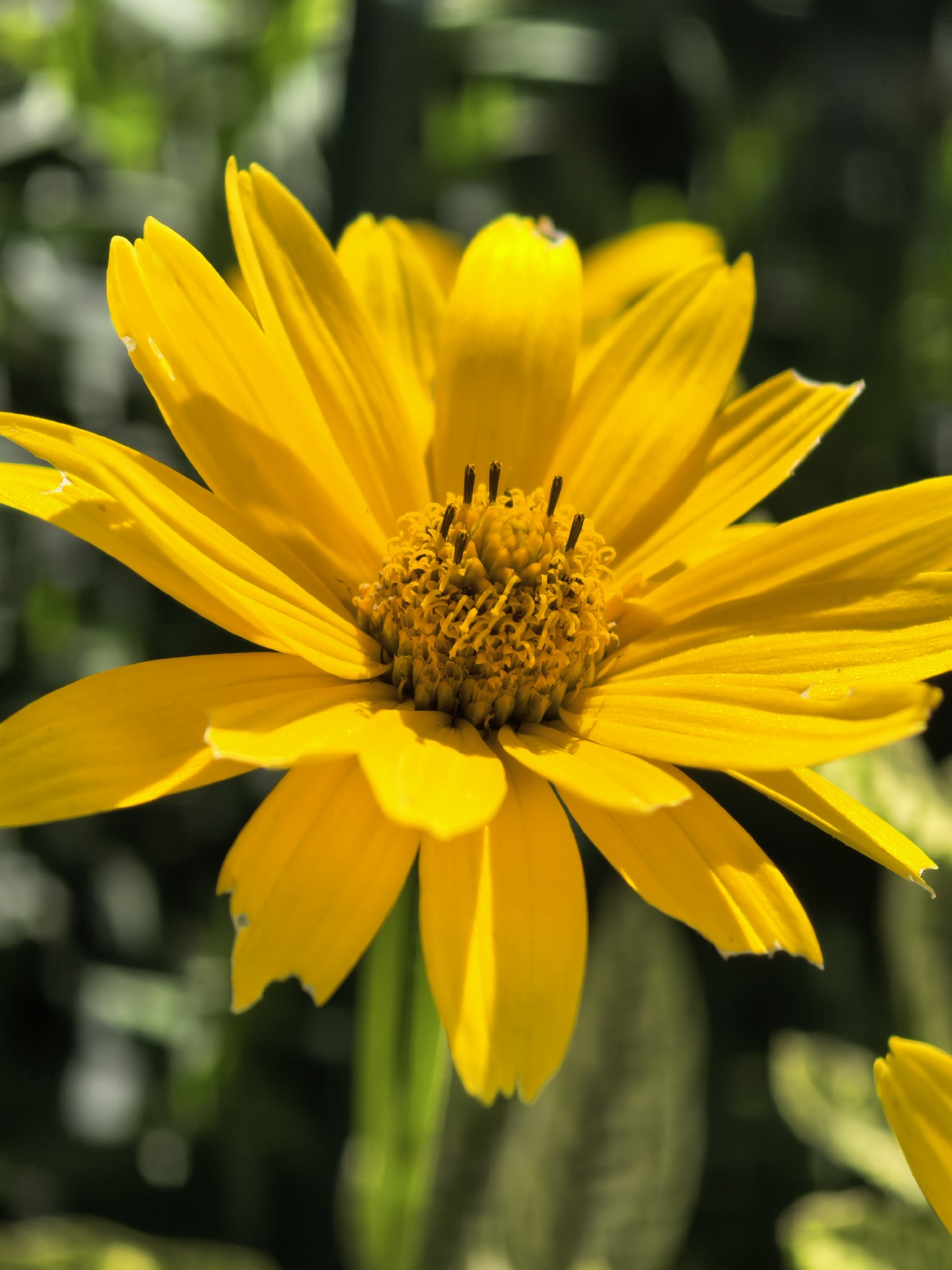 A close-up shot focuses on the bright yellow petals and central disk of a single flower, possibly a type of daisy or sunflower. The petals are elongated and taper to a point, with some showing slight imperfections or damage. The center of the flower is a textured disk with numerous small, dark stamens protruding. The background is softly blurred, revealing shades of green from foliage, suggesting an outdoor natural setting. The lighting creates a bright, sunny atmosphere, with highlights on the petals and a slight shadow cast within the flower's center. The location is Unknown, Unknown.
