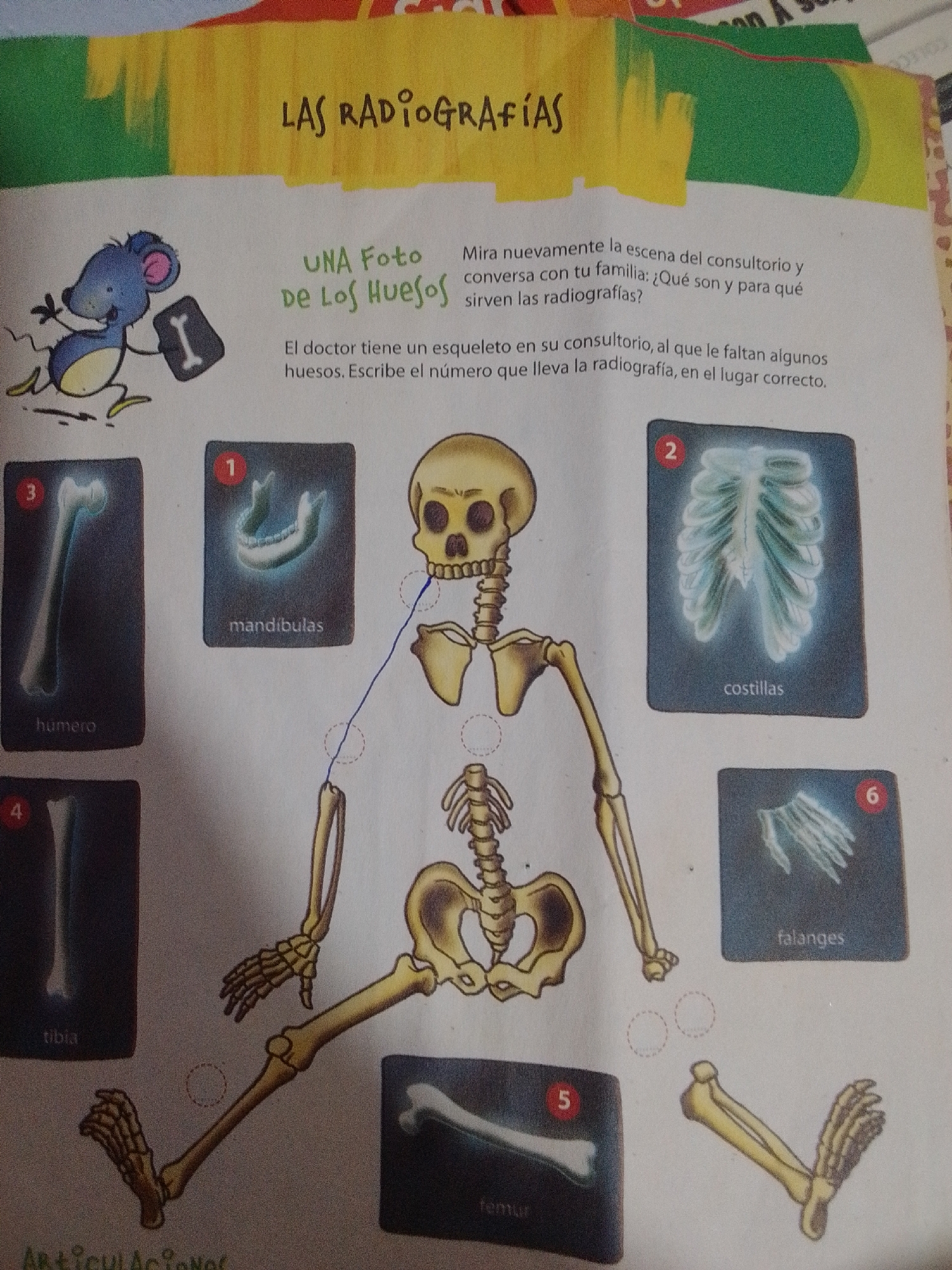 The image is a page from an educational book about the human skeleton. The title, "LAS RADIOGRAFIAS," which translates to "X-RAYS," is at the top. A cartoon mouse holding an X-ray is on the left. The central part of the page features an illustration of a human skeleton with various parts labeled with numbers and corresponding X-ray images. These X-ray images show: 1. Mandibles (jawbones), 2. Ribs, 3. Humerus (upper arm bone), 4. Tibia (shin bone), 5. Femur (thigh bone), and 6. Phalanges (finger/toe bones). Text in Spanish guides the reader to compare the X-rays with the skeleton. The image does not contain any information about the city of La Tagua, Venezuela, or any elements that would suggest a forensic scene.