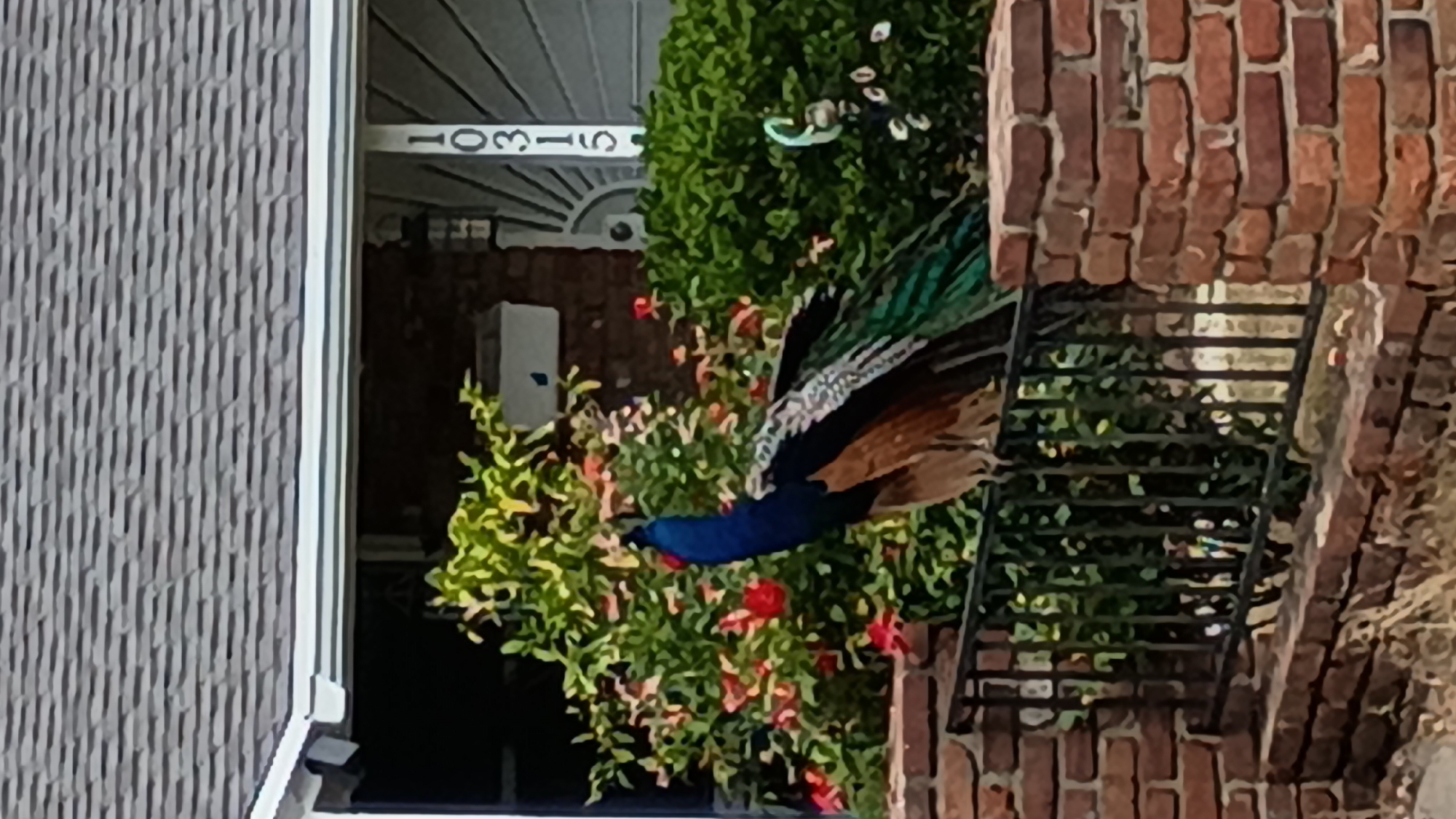 The image depicts a peacock in the vicinity of two brick buildings. The peacock's head and neck are bright blue. The bird's tail feathers, visible in the image, are black with iridescent green hues and tan. There is a decorative bush, likely a rose bush, situated nearby. A metal fire escape is visible attached to one of the brick buildings. The number '10313' can be seen on a building to the left of the image. Based on the architectural style and the presence of peacocks, it is likely the scene is in Los Angeles, United States of America.