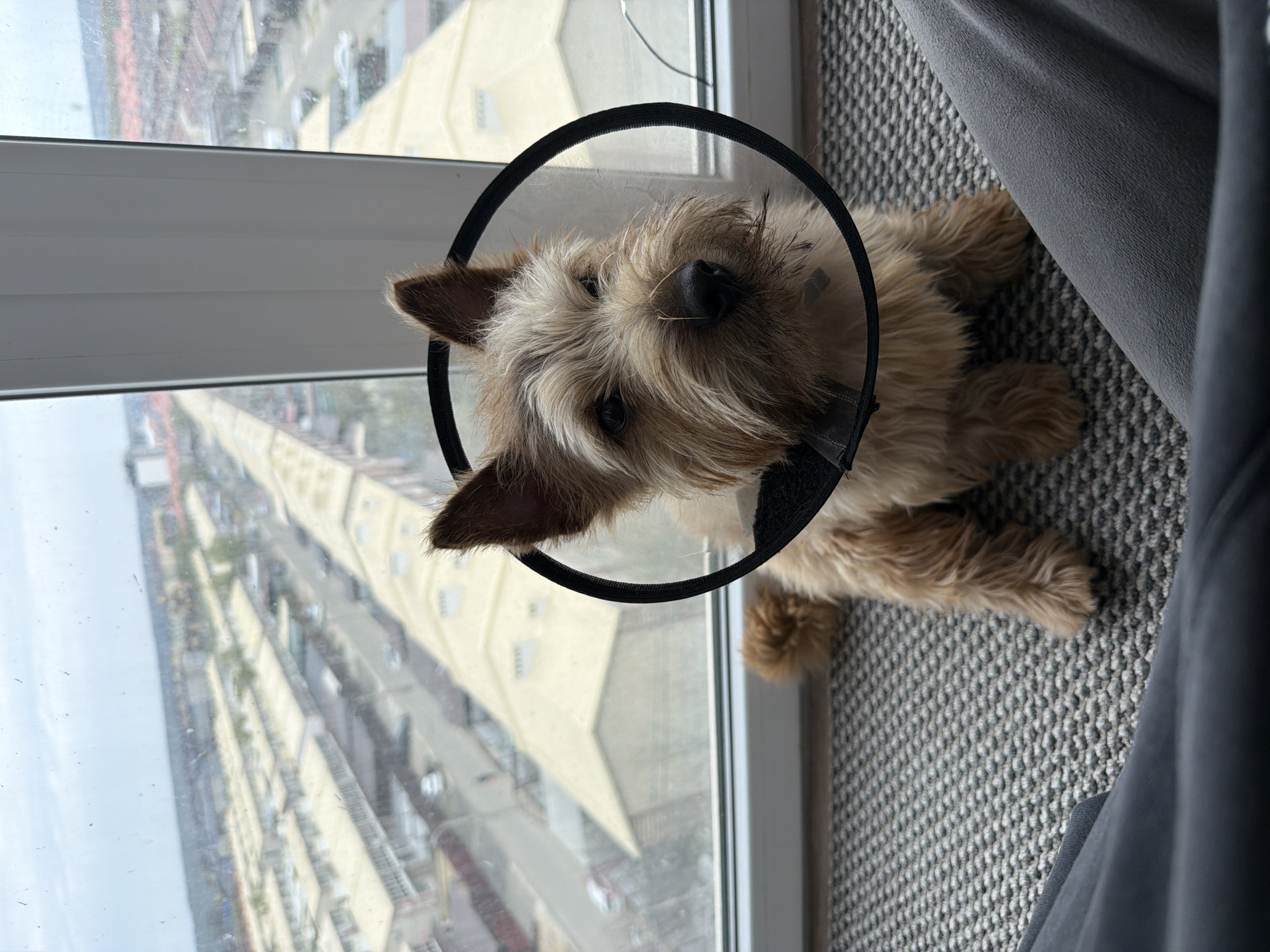 A tan, furry dog wearing a black cone around its head rests on a gray patterned surface near a window. Outside the window is a cityscape with long, multi-story buildings. The dog appears to be indoors, possibly on a window seat or near a curtain, as a gray curtain is partially visible on the right side of the frame. The location is Unknown, Unknown.