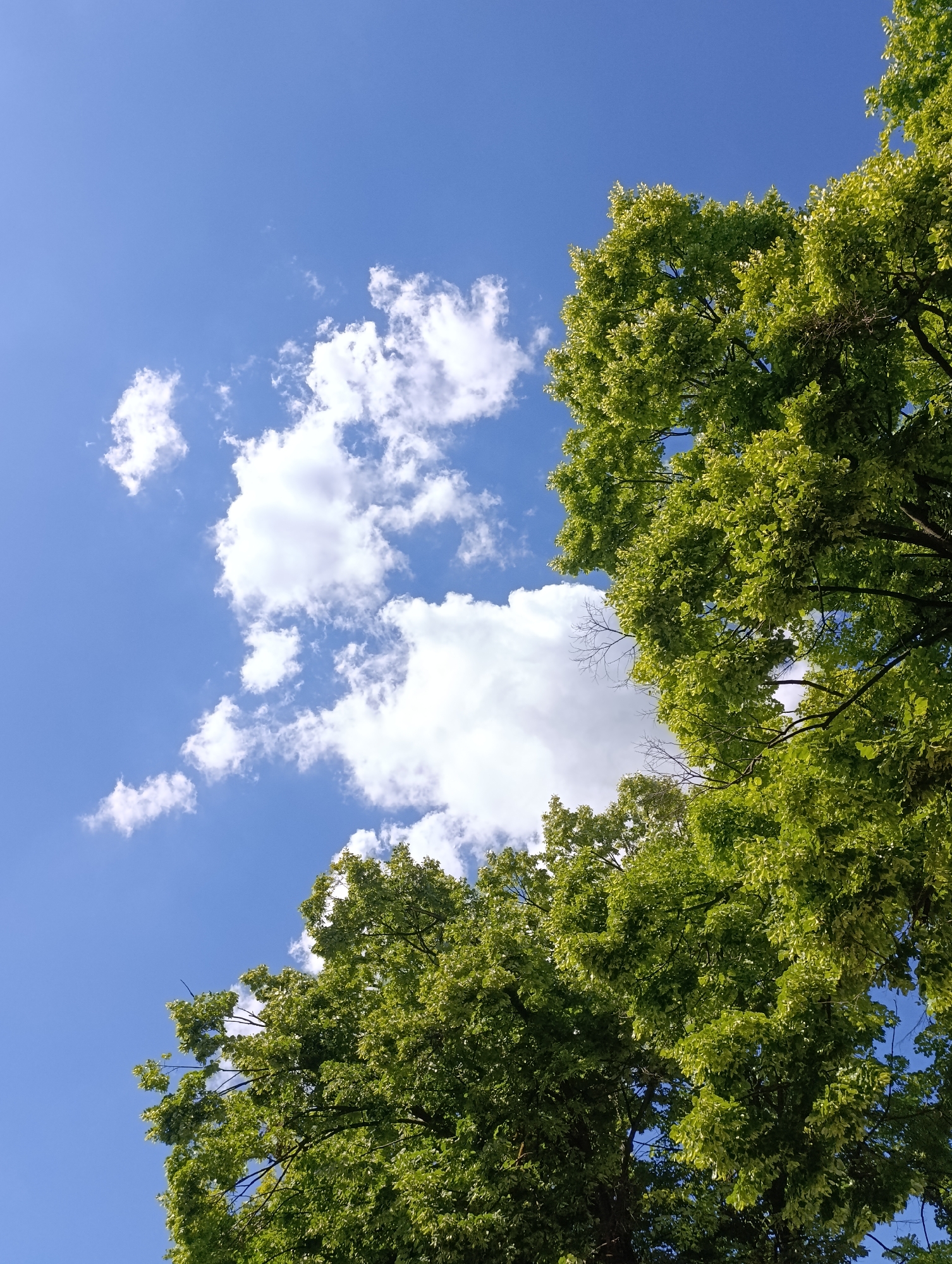 This is a photograph taken from a low angle, looking up at a bright blue sky with scattered white clouds. Lush green trees with dense foliage dominate the right and bottom portions of the frame. The leaves of the trees are vibrant and appear to be in full bloom, suggesting it is likely spring or summer. The sun is shining, casting a bright light that highlights the texture of the leaves. The overall impression is one of a clear, sunny day with abundant nature. There are no people, structures, or any indication of urban environment in the image. The location of Razgrad, Bulgaria is provided contextually and does not appear in the visual content of the image itself.