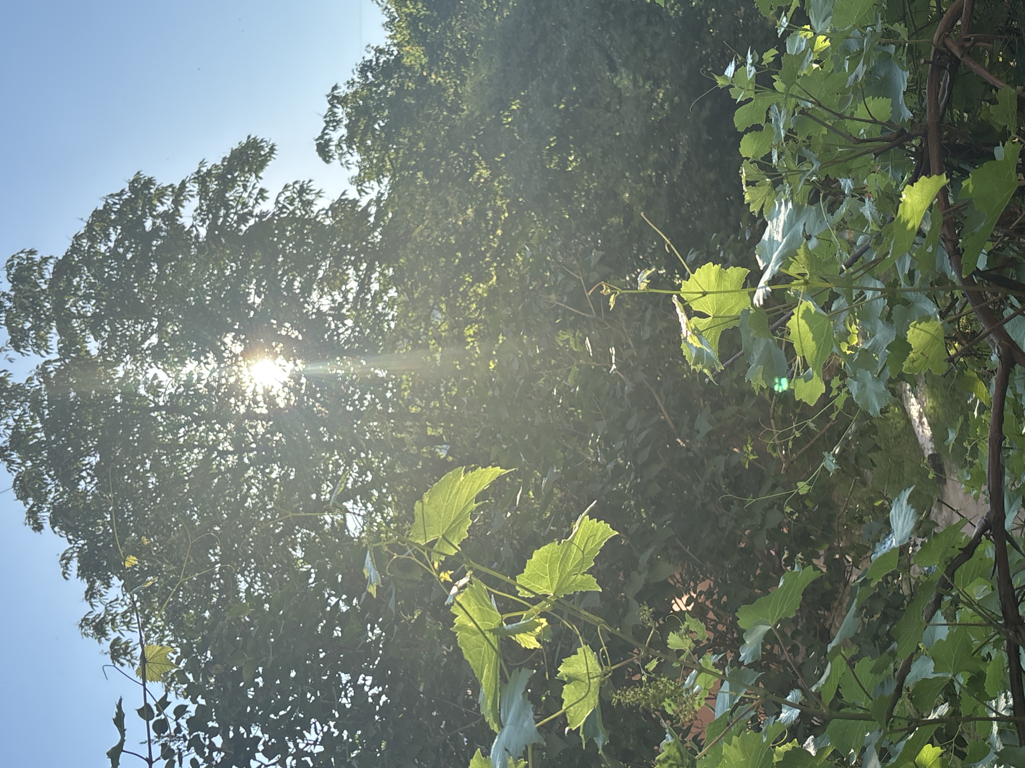 The image shows a close-up of green foliage in the foreground, with a large tree and clear blue sky in the background. Sunlight filters through the leaves of the tree, creating a lens flare effect. The foliage appears to be from a vine, with large, lobed leaves and thin tendrils. The overall impression is of a bright, sunny day in a natural setting.