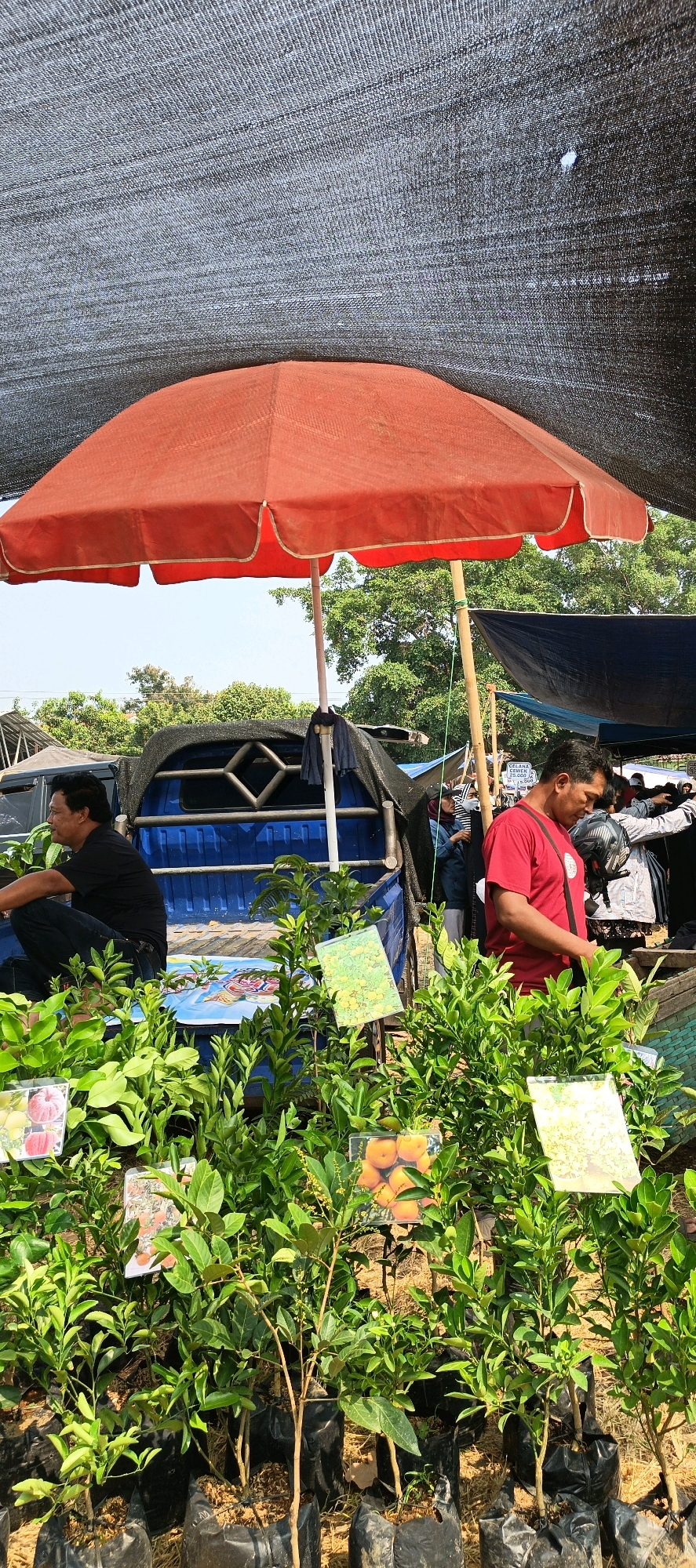 In Jatinom, Indonesia, a bustling outdoor market thrives under a large, orange umbrella providing shade. The foreground is dominated by numerous small potted plants, likely saplings for sale, with black plastic bags containing their roots and soil. Several of these plants have small signs attached, one displaying an image of ripe oranges, another of apples, and a third of yellow fruits on branches. In the middle ground, a blue truck bed is visible, partially covered by a dark tarp. A man in a black shirt and dark pants sits on the edge of the truck bed, facing left. To his right, a man in a red t-shirt stands, looking down at something in his hands, possibly a price tag or invoice. Behind the truck, other market stalls and trees are visible, suggesting a vibrant commercial setting. The overall atmosphere is one of a lively market on a clear day.